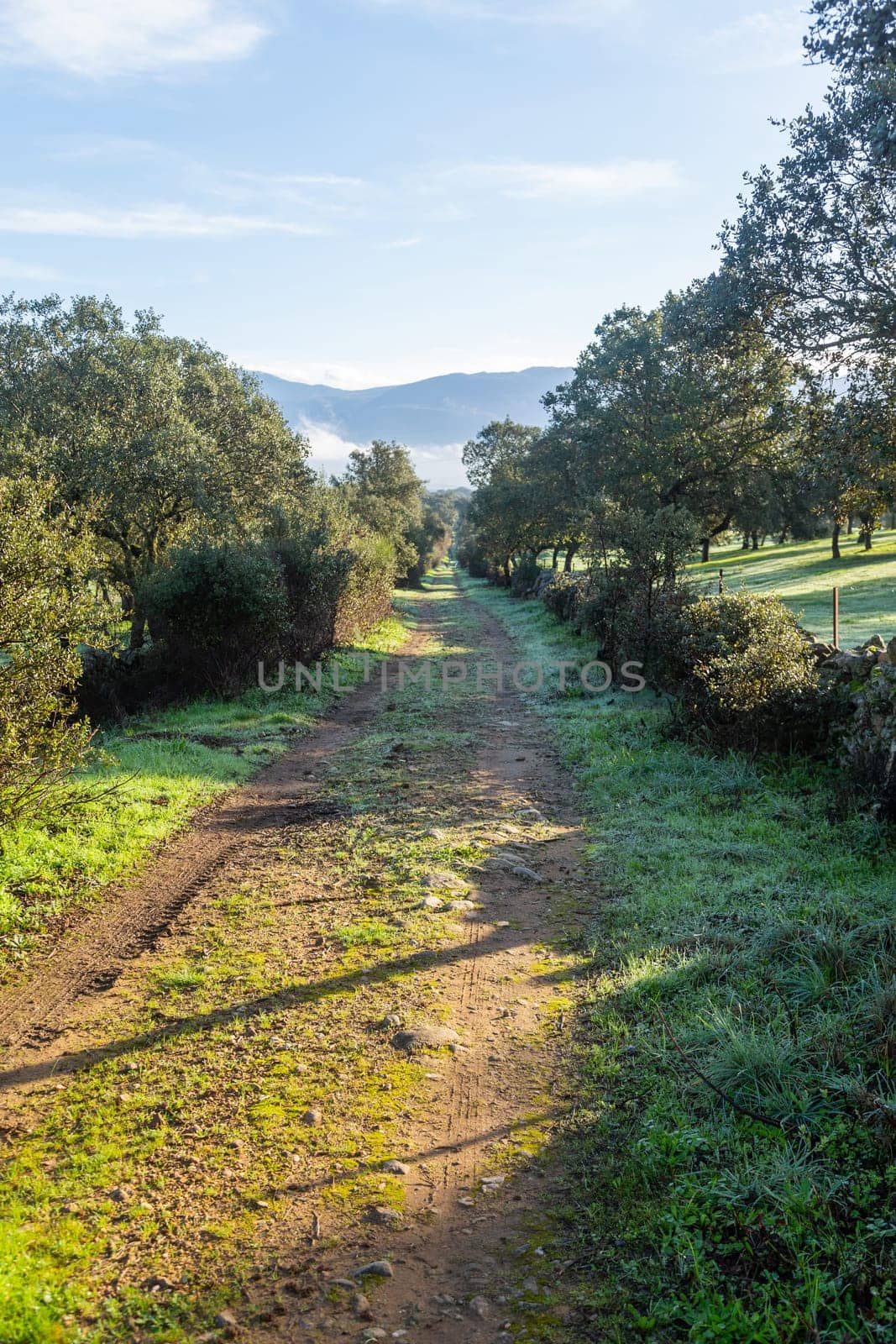 Cork oak trees (Quercus suber) in the landscape, Extremadura, Spain, Europe