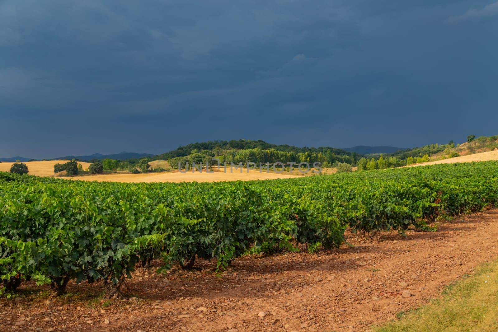 Vineyards in a beautiful valley near Pamplona in Northern Spain