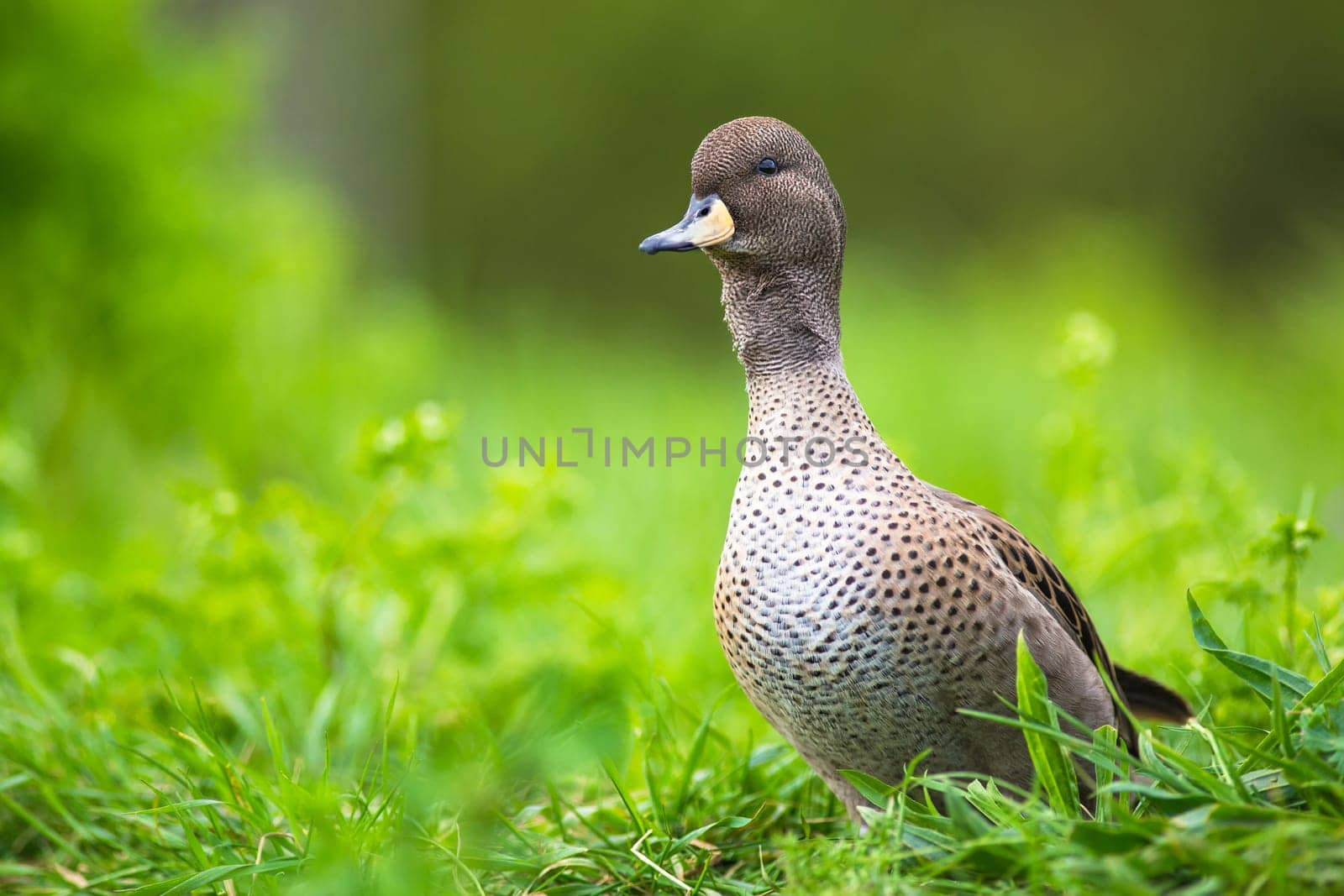Yellow-billed Pintail duck (Anas georgica) endemic to South Georgia. Real photography.