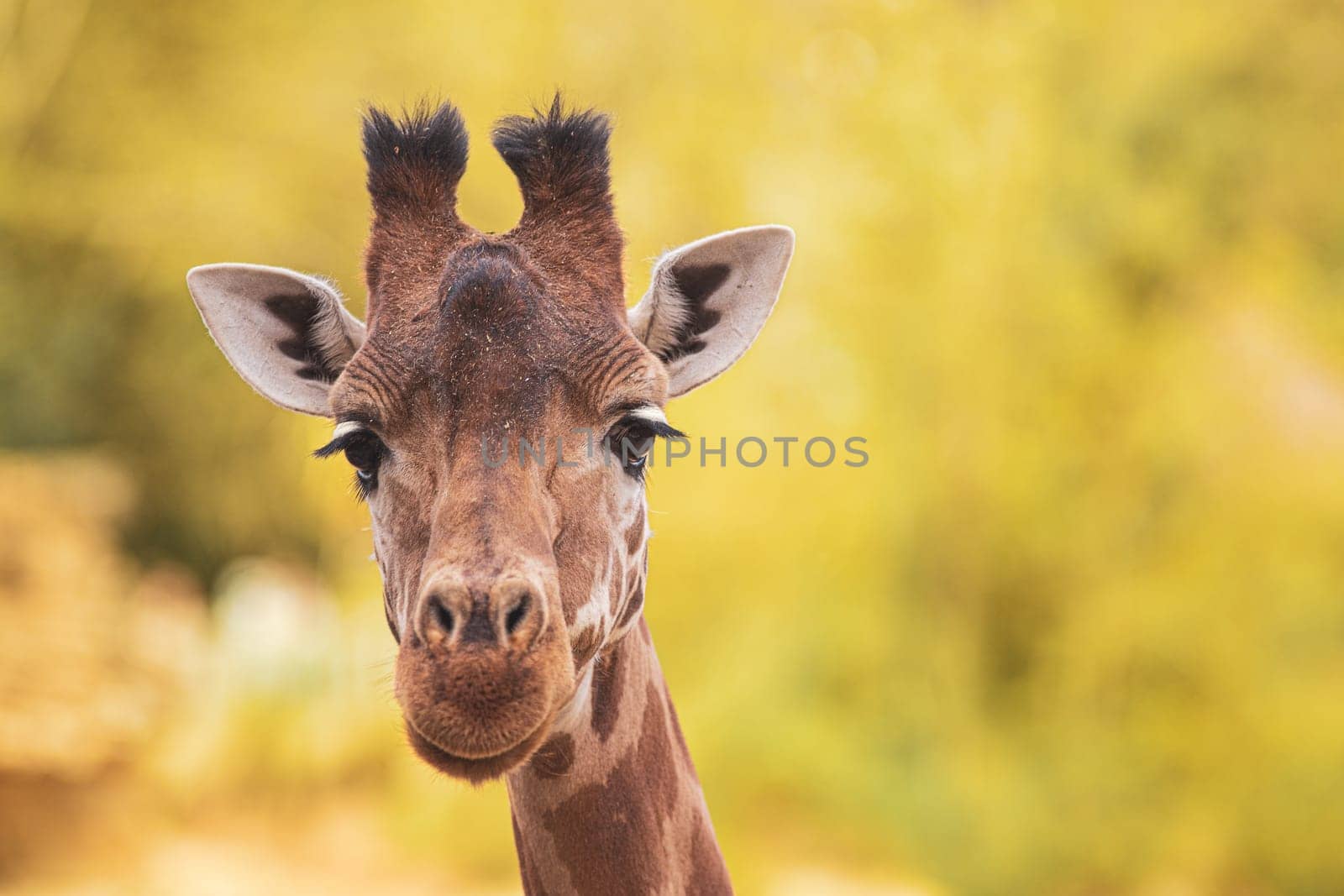 Portrait of a giraffe looking over yellow blurry background. Real photography
