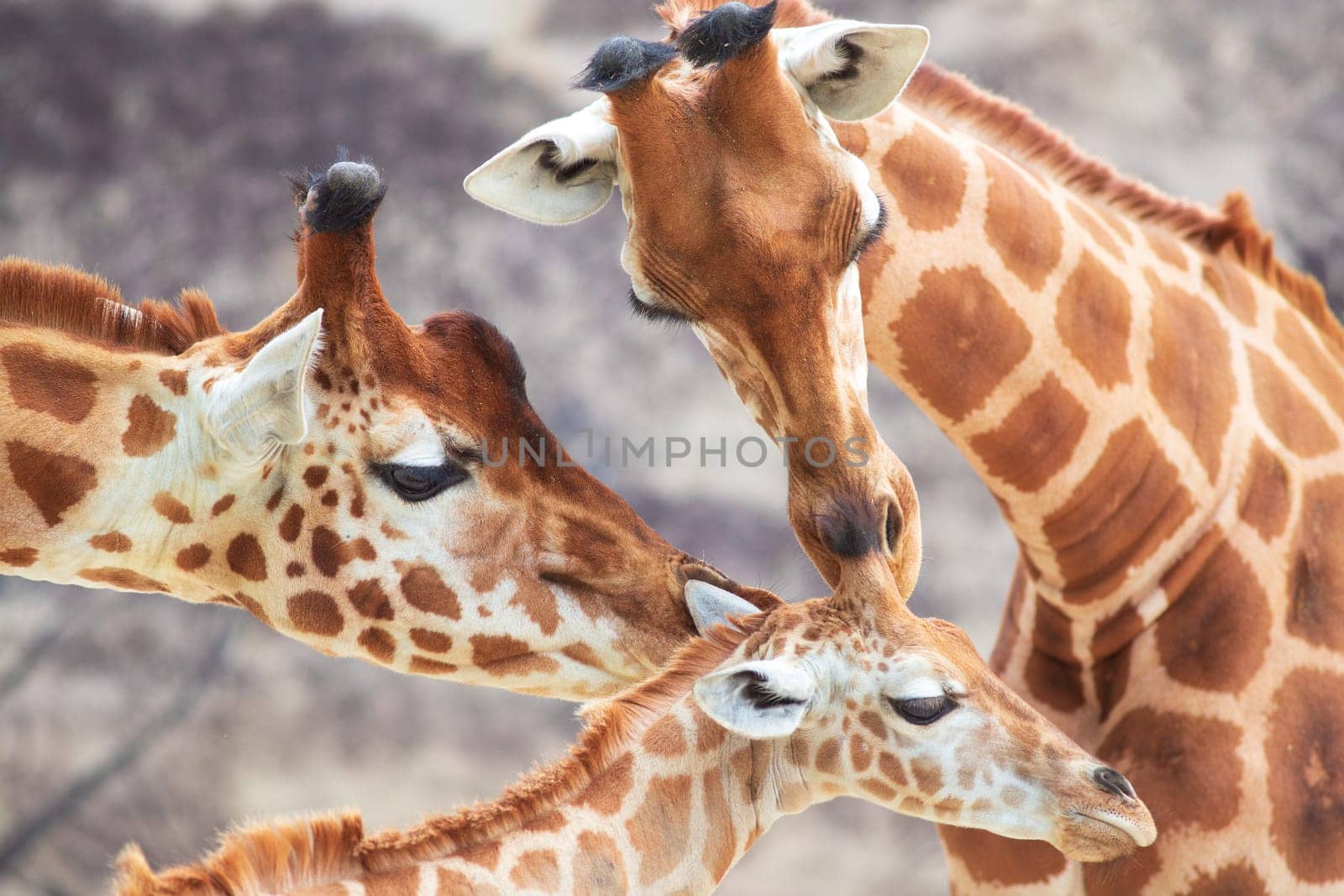 Gorgeous touching moment, parents giraffe taking care of their little. Real photography