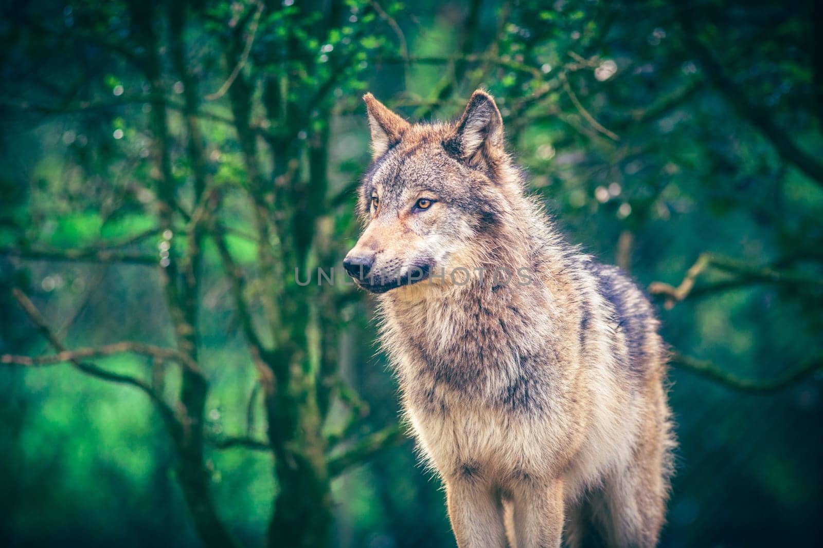 Grey wolf (Canis Lupus) also known as Timber wolf in the green forest. Real photography