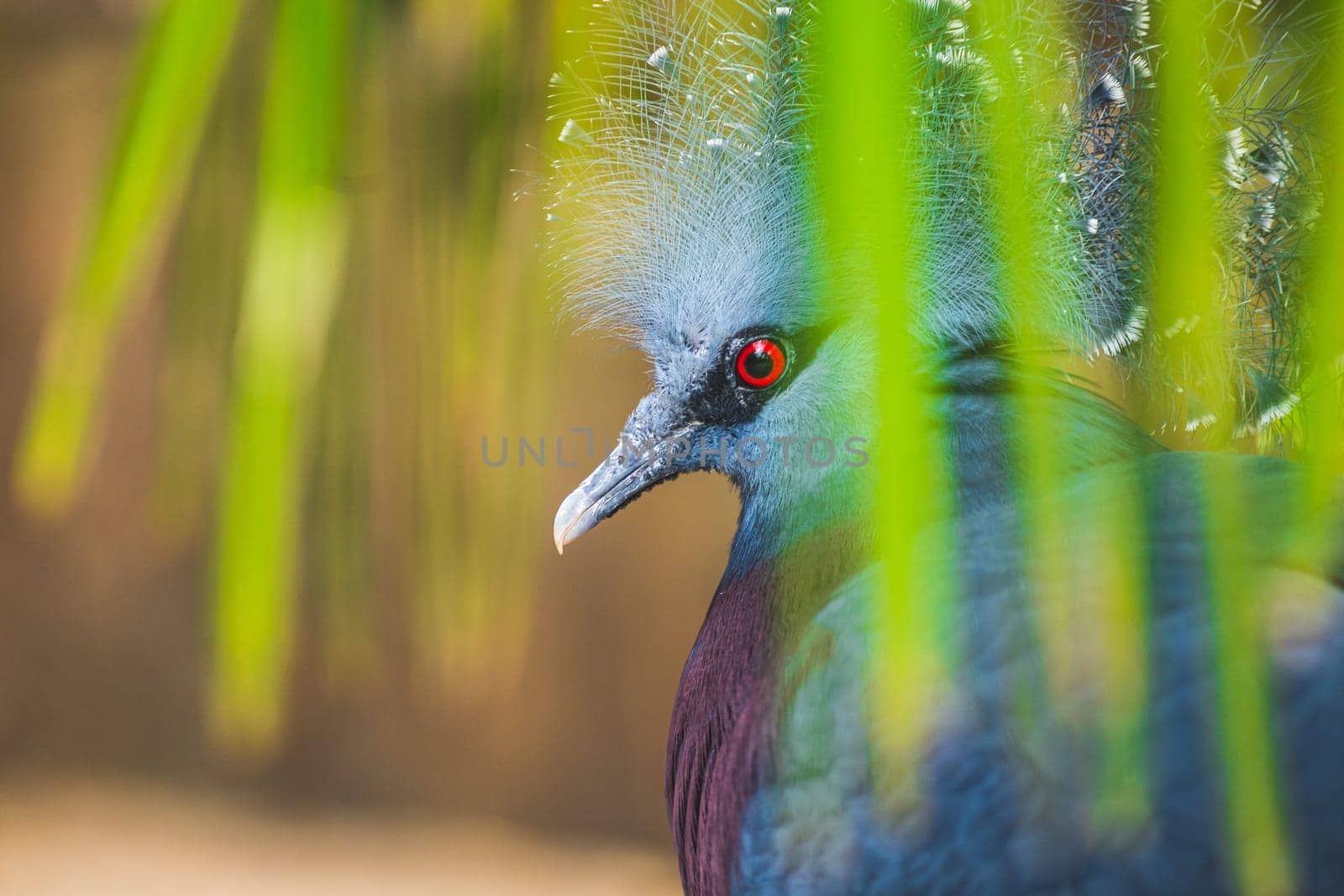 Victoria crowned-pigeon hiding behind the foliage (Goura victoria), beautiful crowned pidgeon from Papua New Guinea forests and woodlands. Real photography