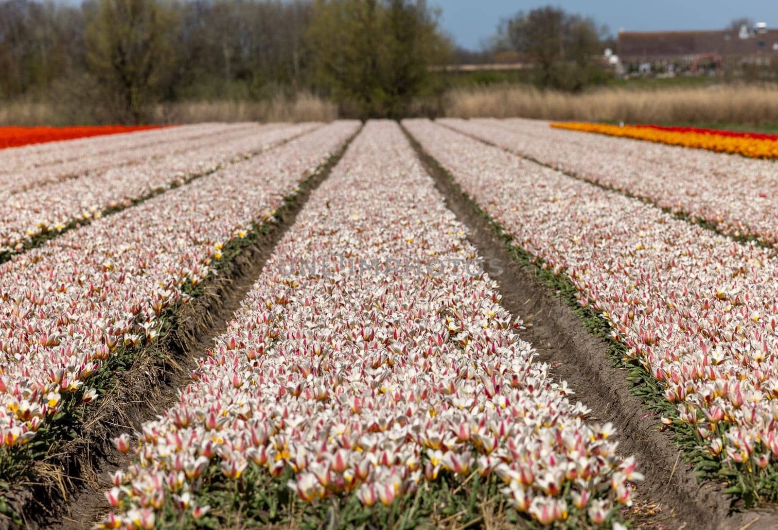 Fields of blooming tulips near Lisse in the Netherlands