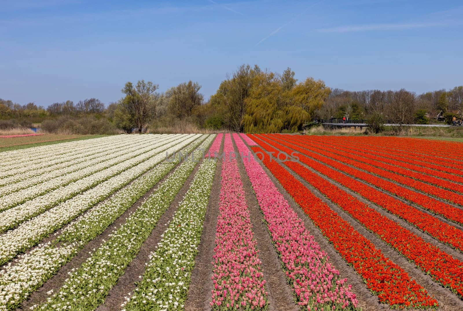 Fields of blooming tulips near Lisse in the Netherlands