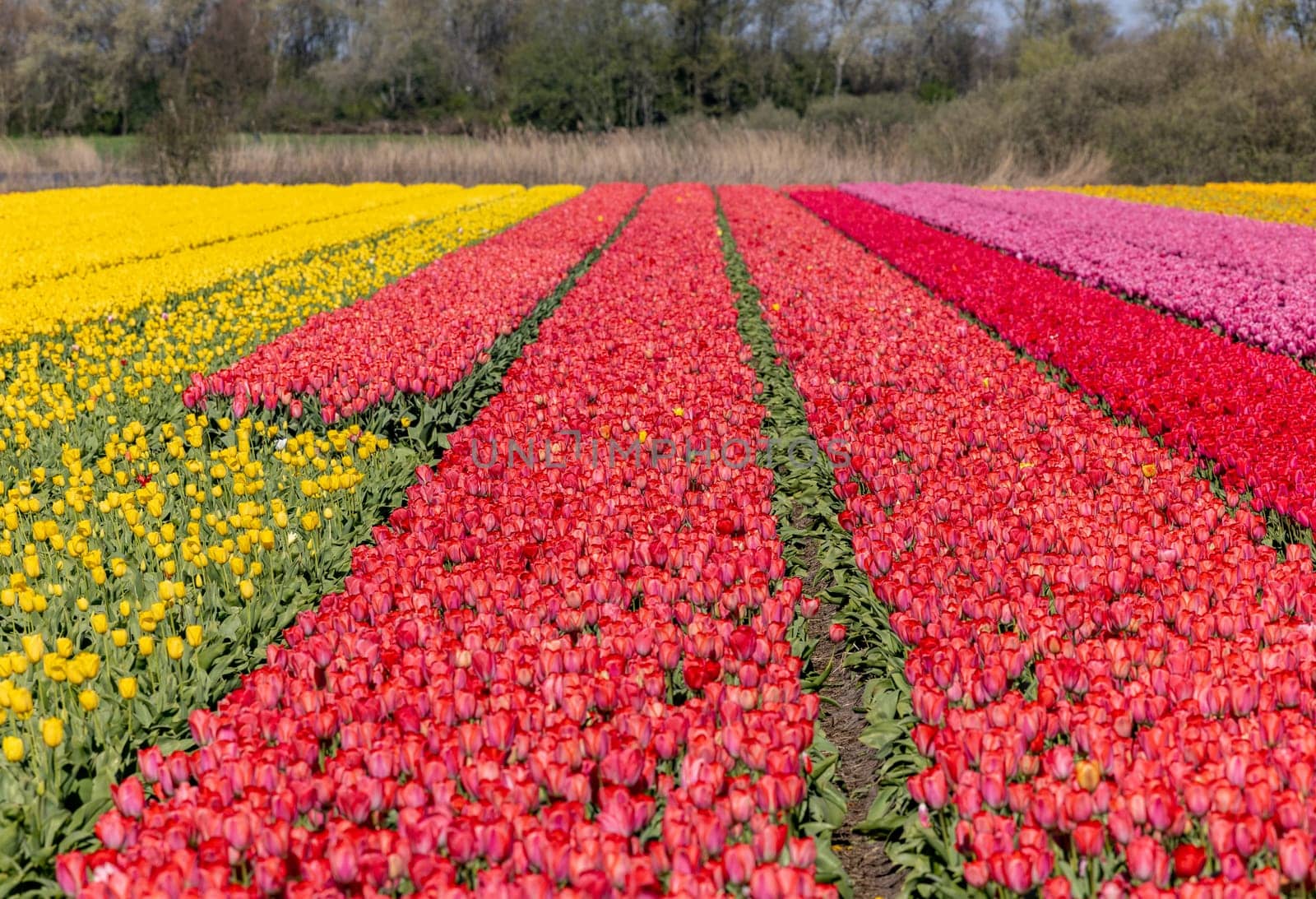 Fields of blooming tulips near Lisse in the Netherlands