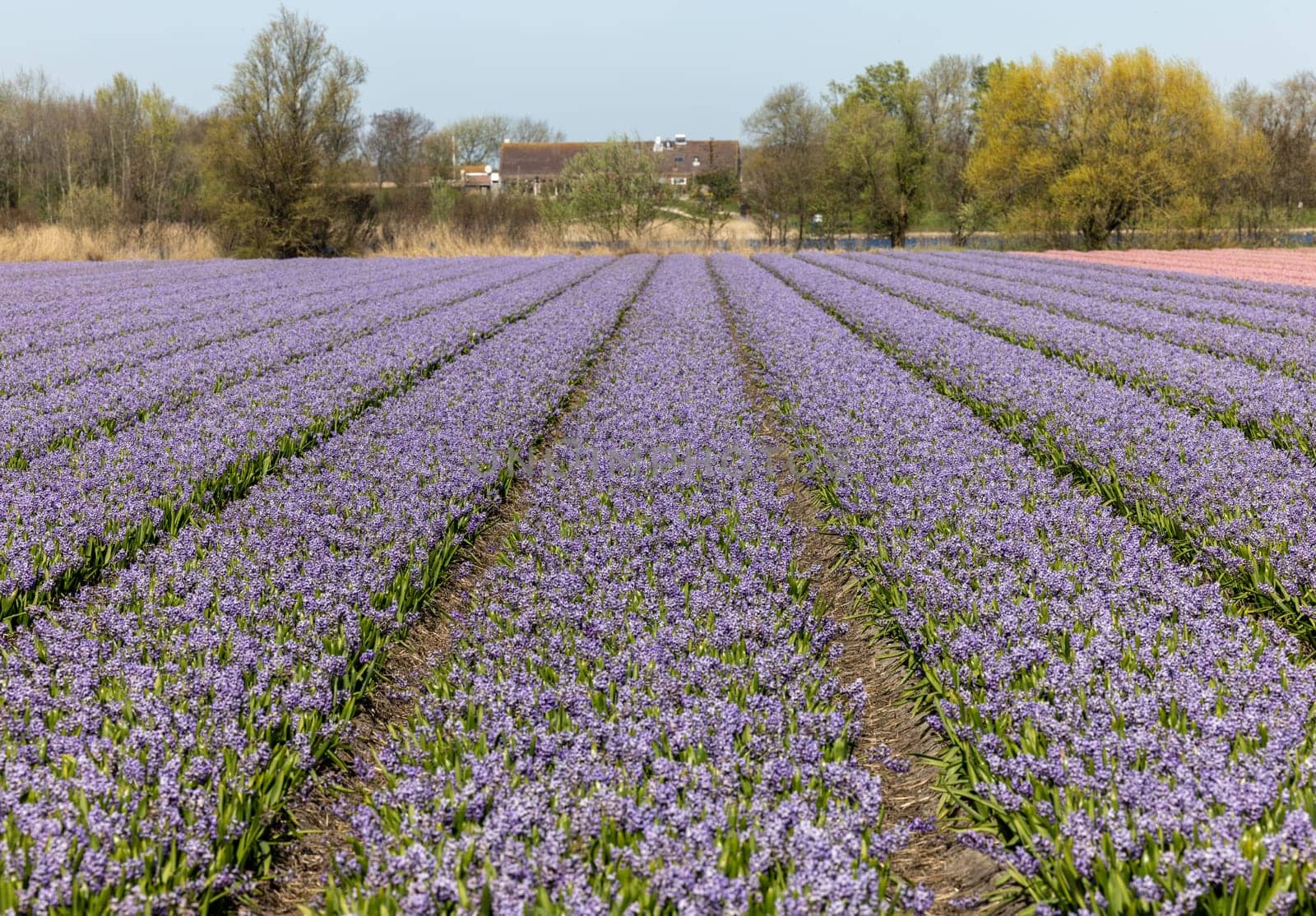 Fields of blooming hyacints near Lisse in the Netherlands