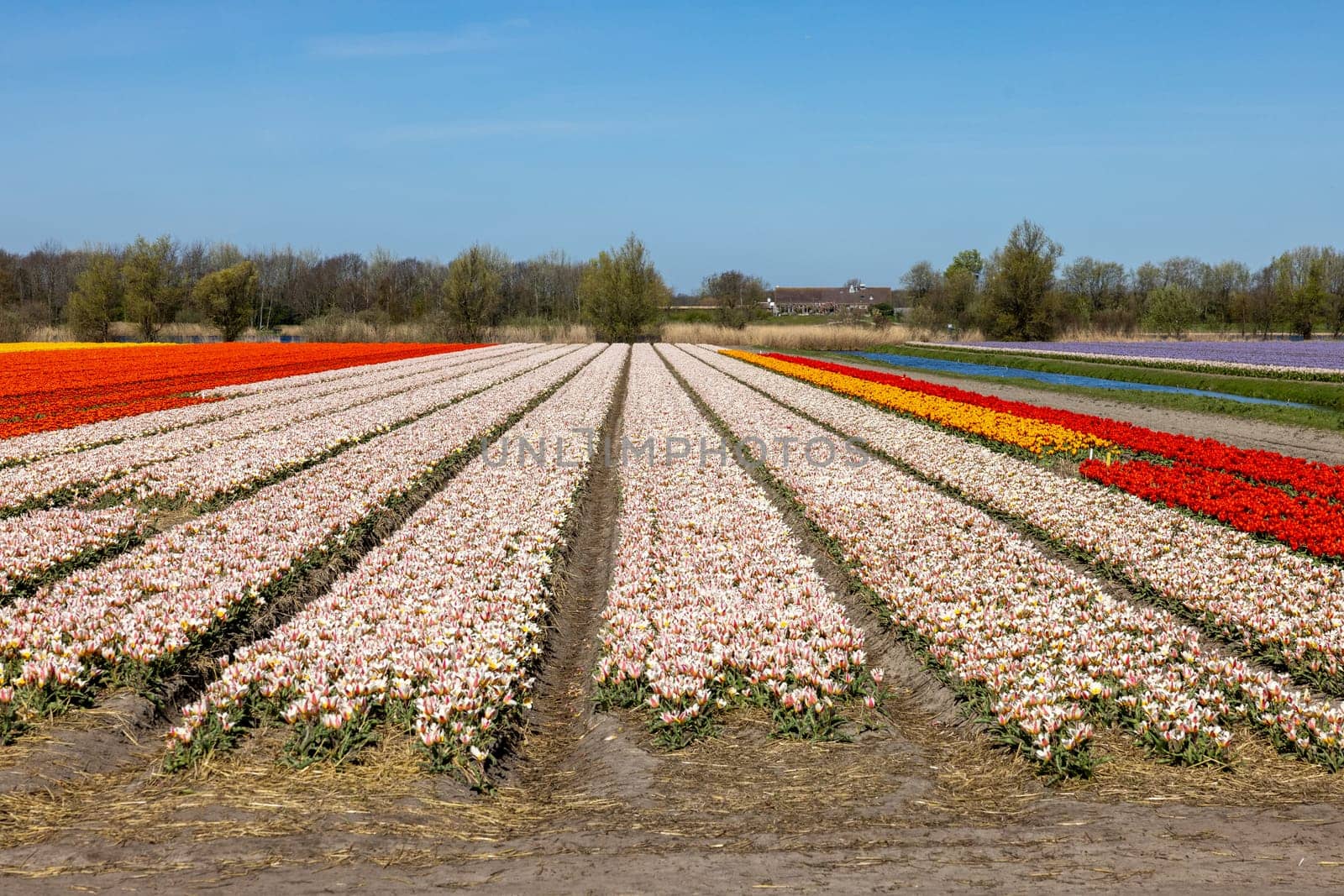 Fields of blooming tulips near Lisse in the Netherlands