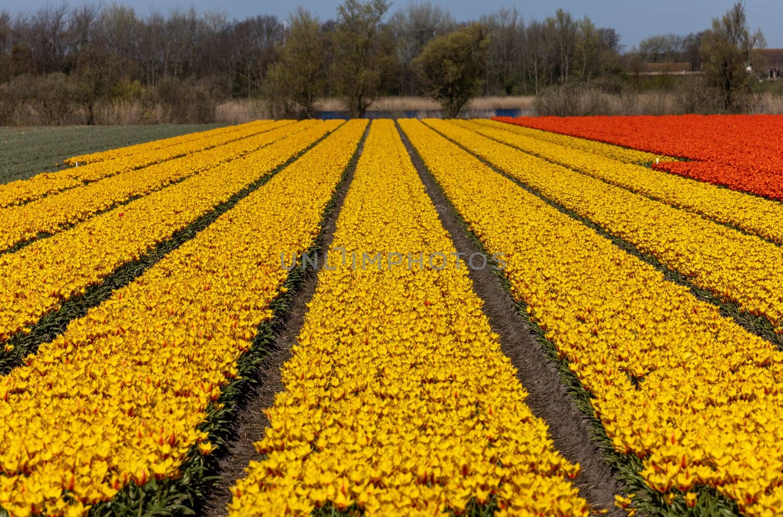Fields of blooming tulips near Lisse in the Netherlands