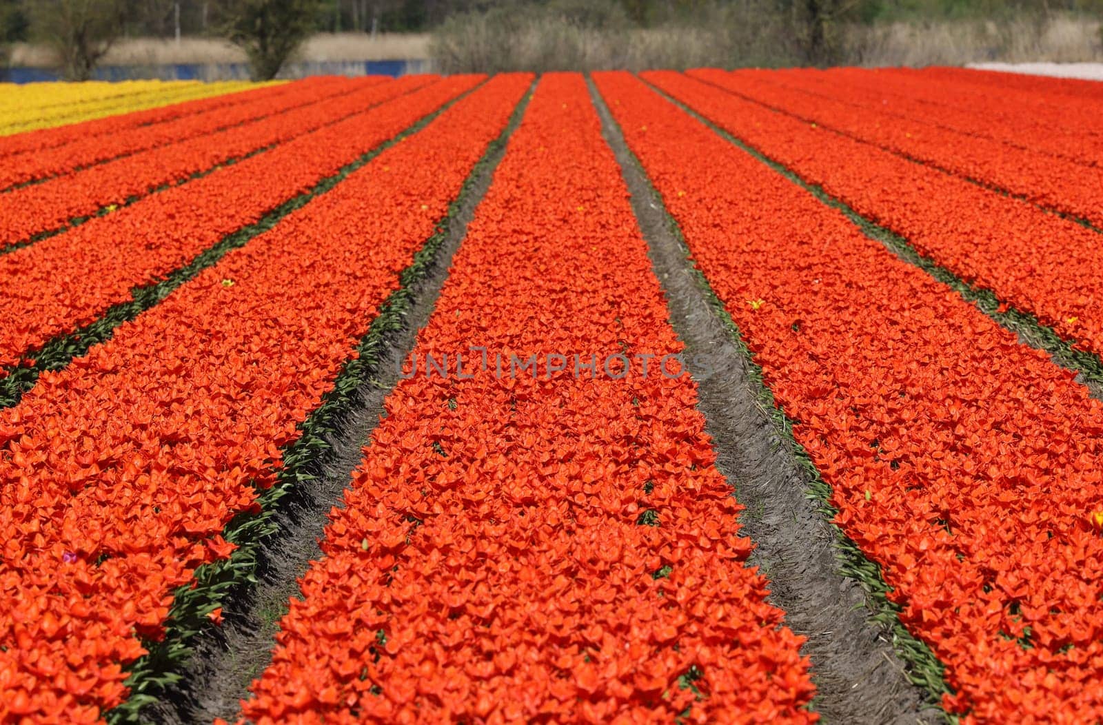 Fields of blooming tulips near Lisse in the Netherlands