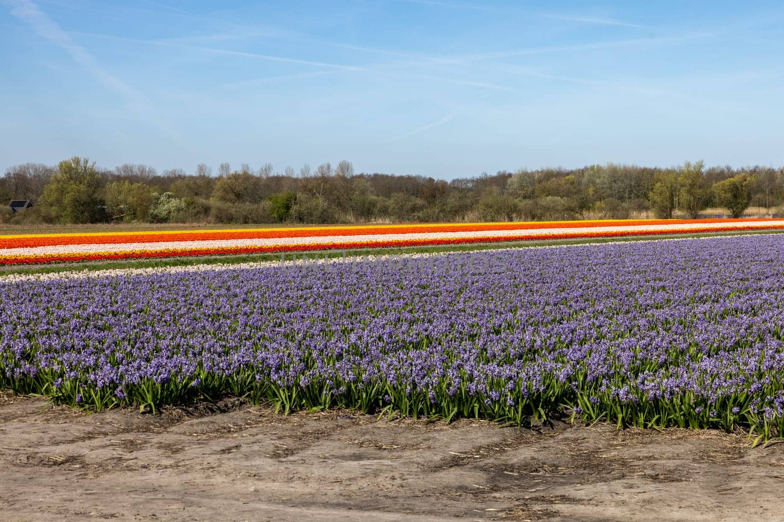 Fields of blooming tulips and hyacinths near Lisse in the Netherlands