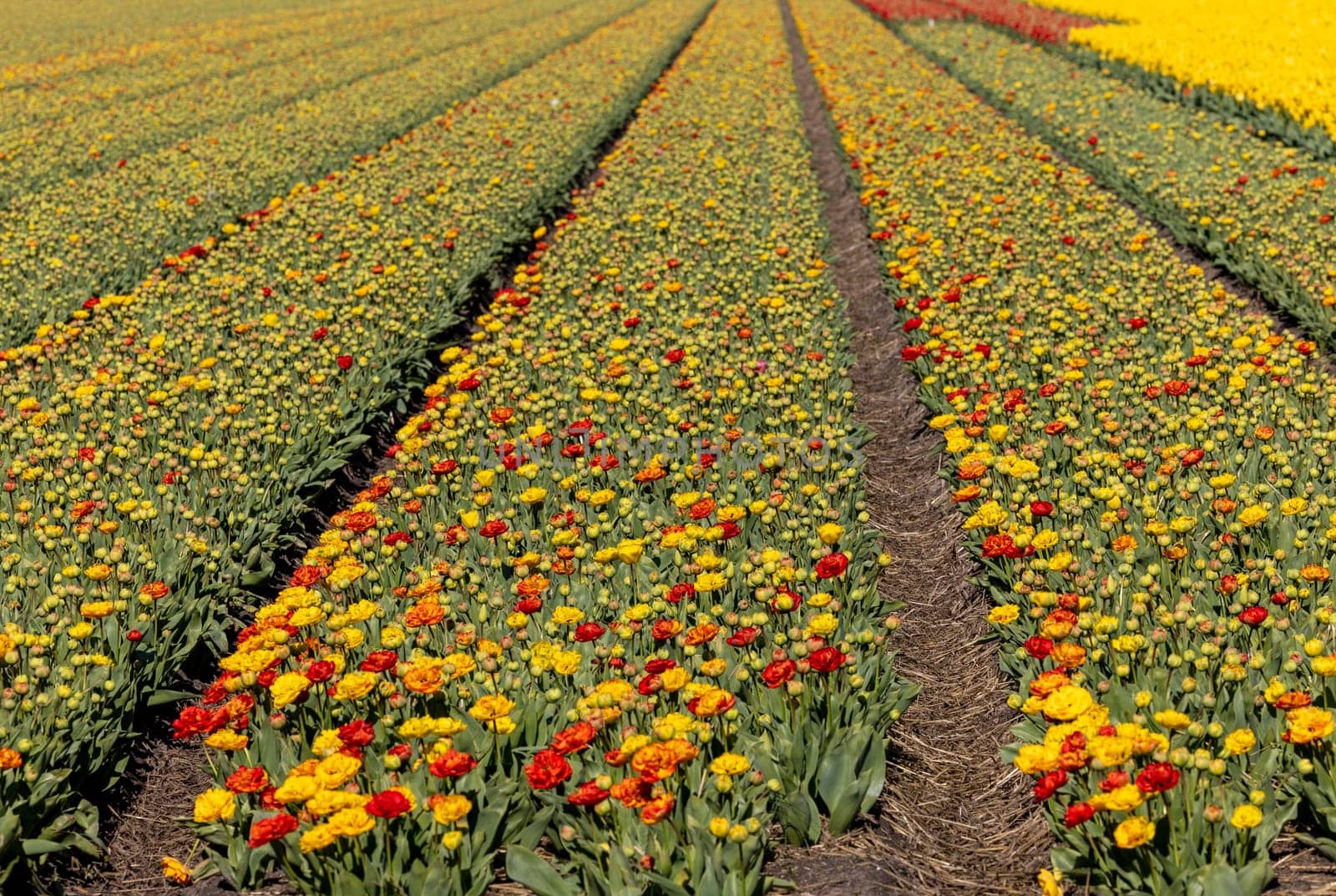Fields of blooming tulips near Lisse in the Netherlands