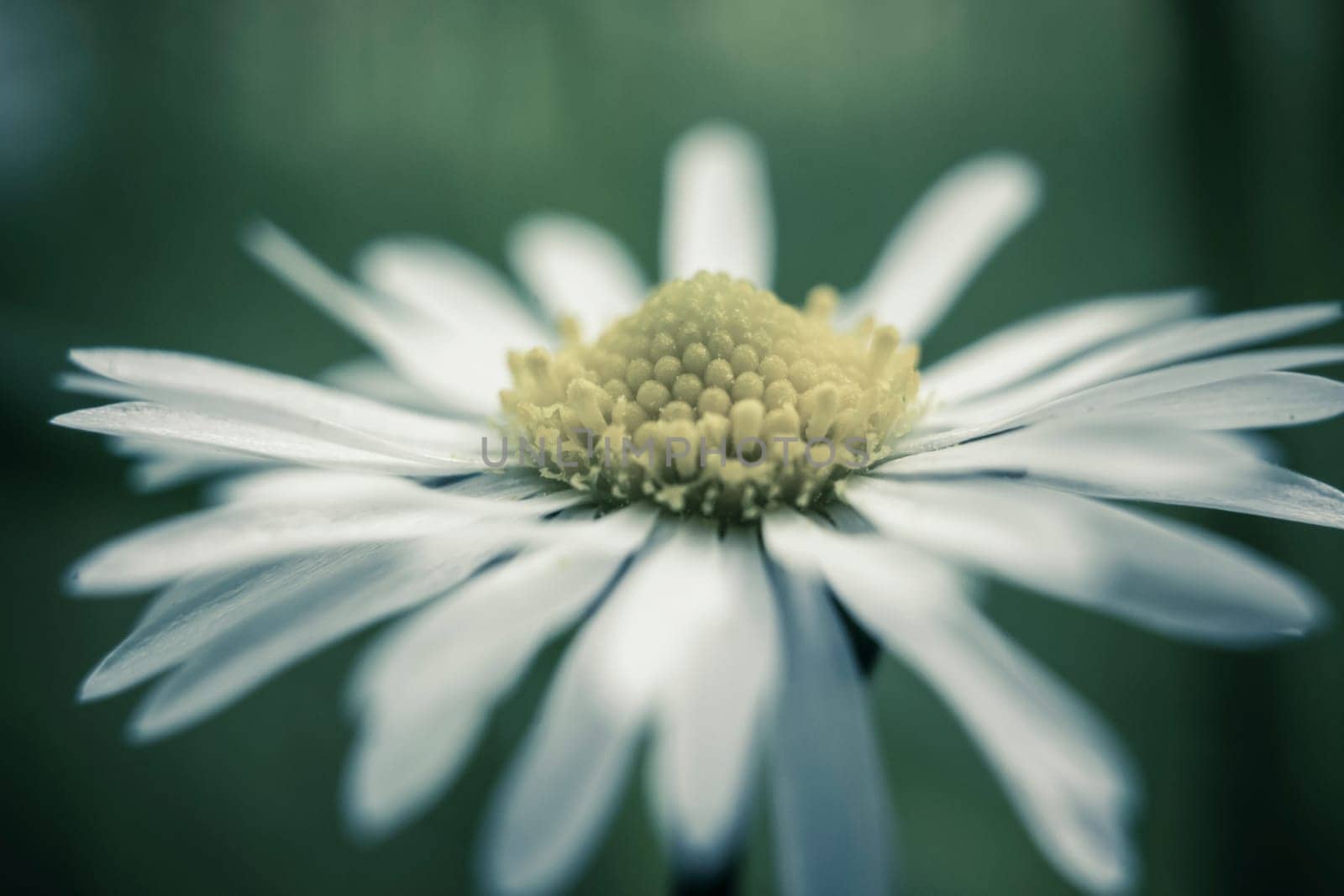 Cinematic Daisy flower, Bellis perennis, macro shot
