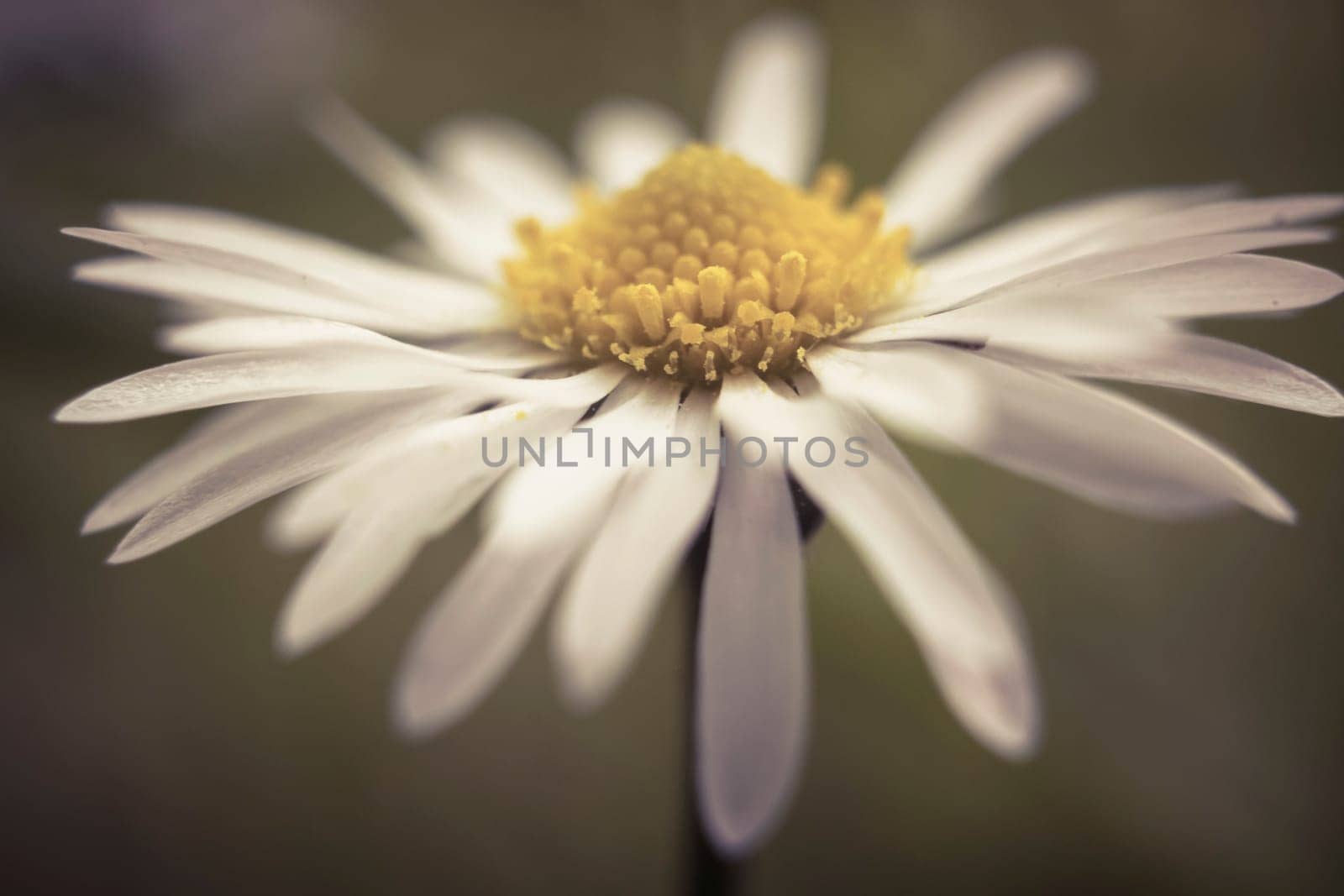 Cinematic Daisy flower, Bellis perennis, macro shot