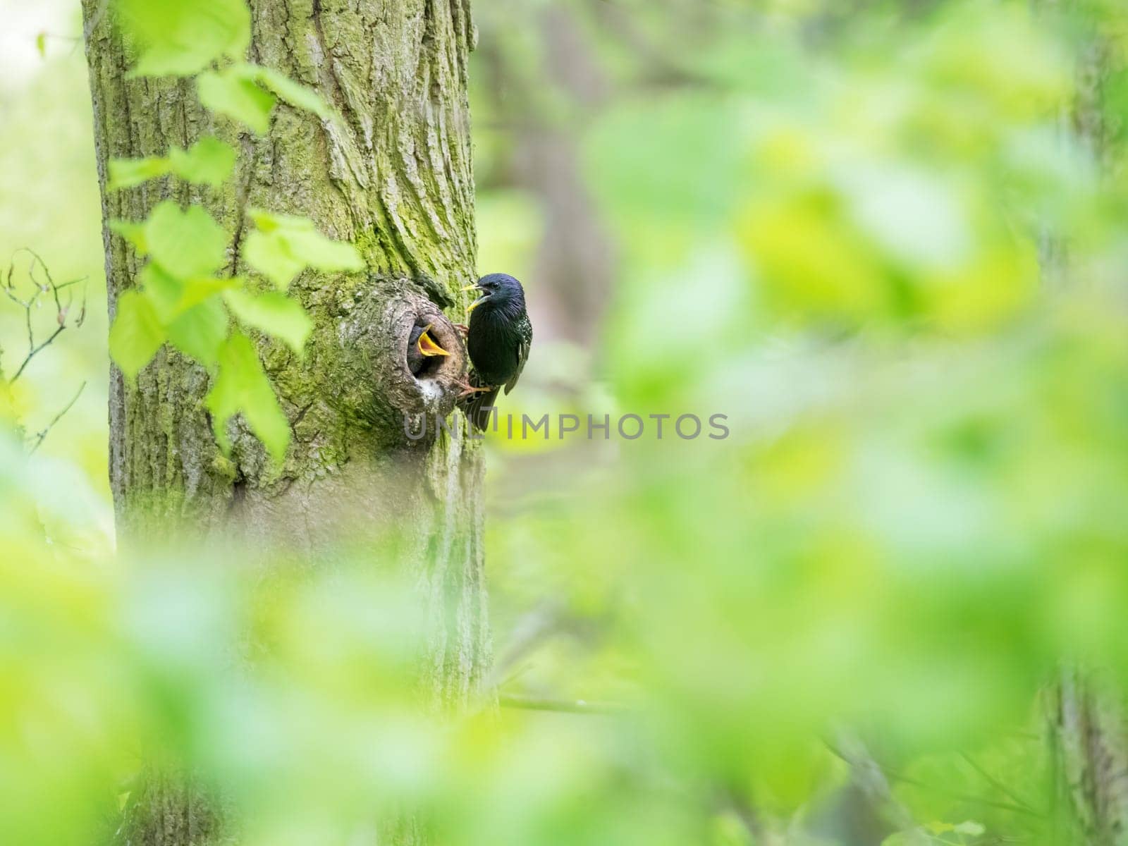 starling feed his nestling