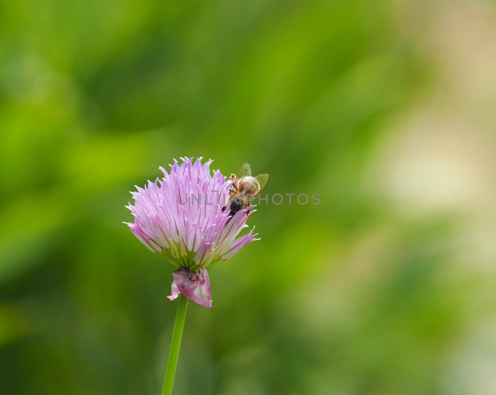 Flowering chive in a natural garden with a bee on a sunny day