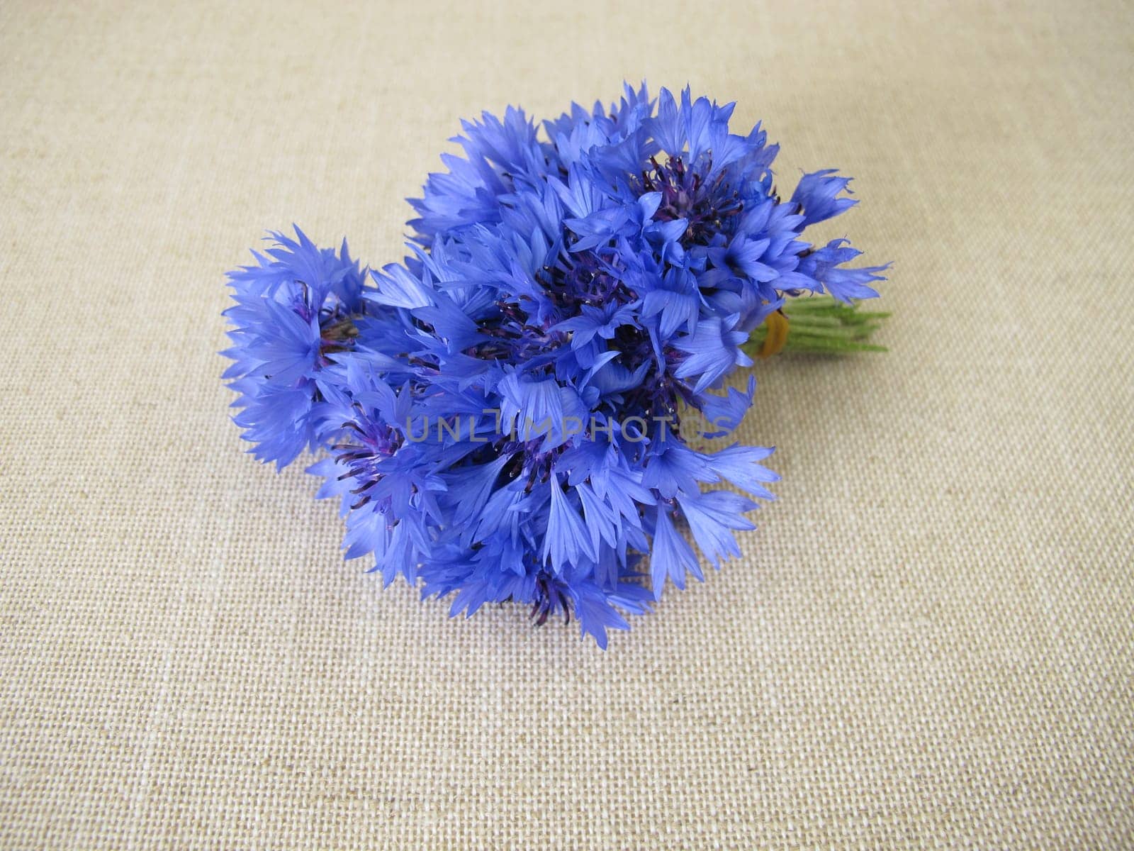 cornflower, blue cornflower, flower, flower bouquet, bouquet, posy, blue, Centaurea cyanus