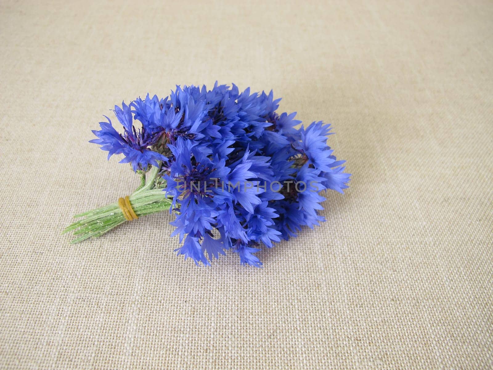 cornflower, blue cornflower, flower, flower bouquet, bouquet, posy, blue, Centaurea cyanus