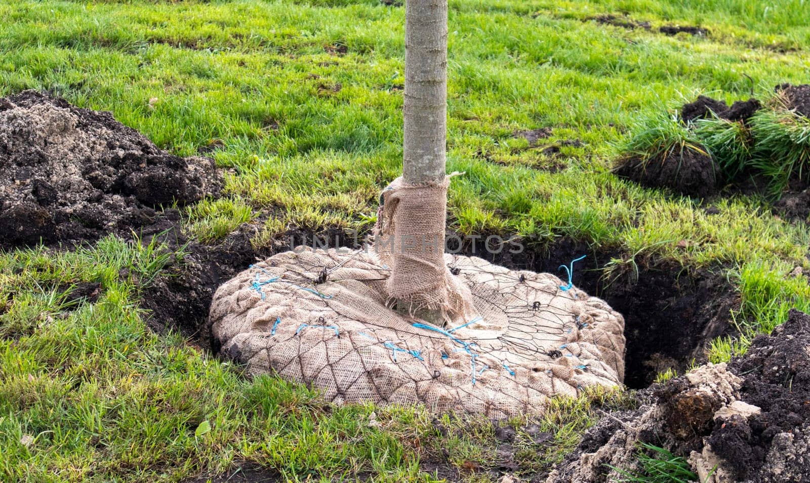Seedling ready for planting in city park, landscaping concept. Young trees in urban environment, greenery concept. Warm weather for planting trees close-up. The concept of reforestation