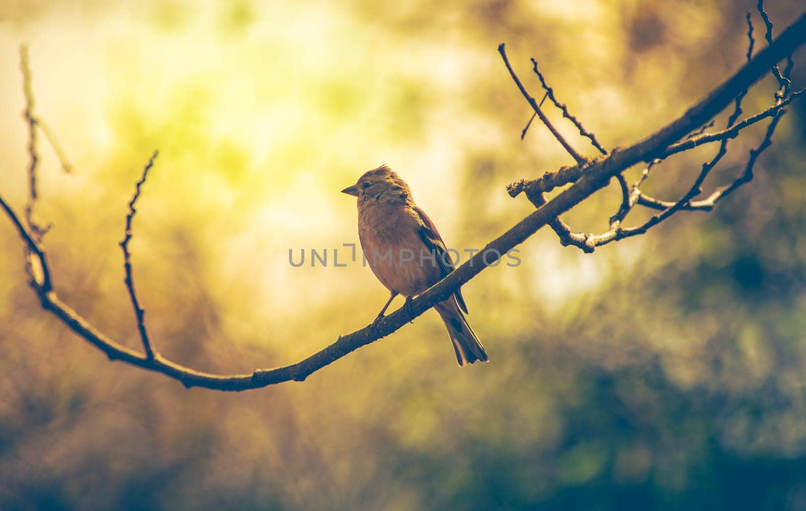 Sparrow bird perched on tree branch, bird observed on a tree in the garden. Real photography