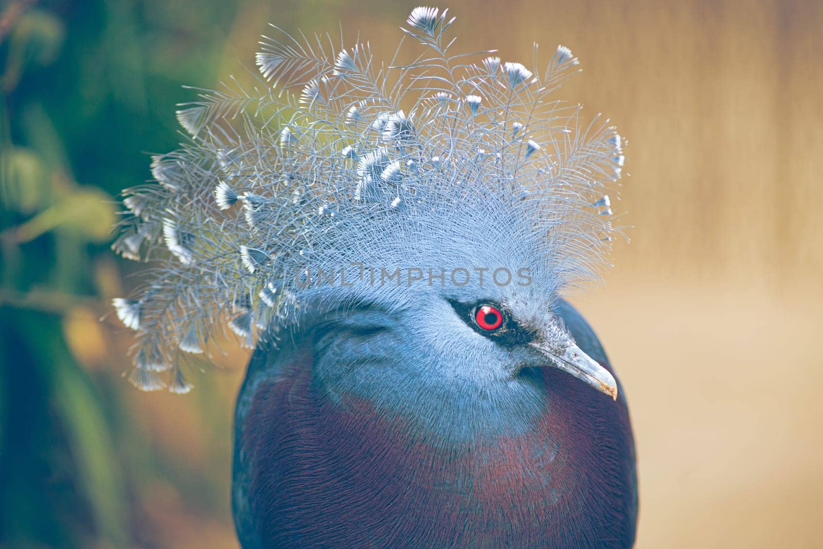 Victoria crowned-pigeon head closeup (Goura victoria), beautiful crowned pidgeon from Papua New Guinea forests and woodlands. Real photography