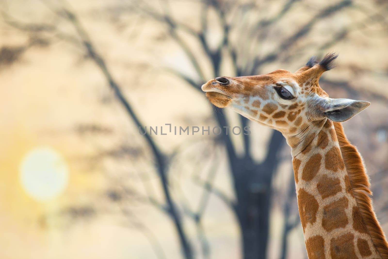 Young giraffe against trees and the backdrop of sunset. Real photography