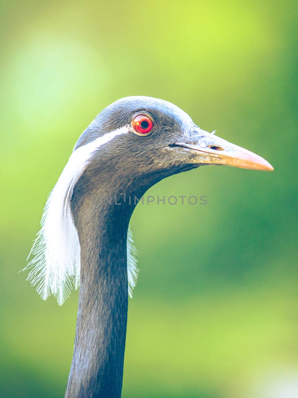 Portrait of The demoiselle crane (Grus virgo),. small crane with red eye and white feathers around the head. Real photography.