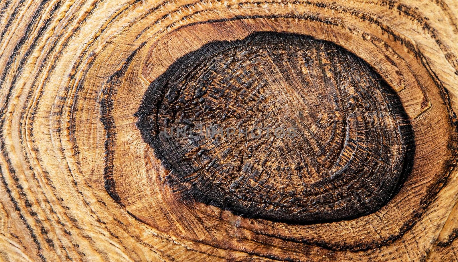 Wood grain texture. Ebony wood, can be used as background, round pattern background, isolated on white background