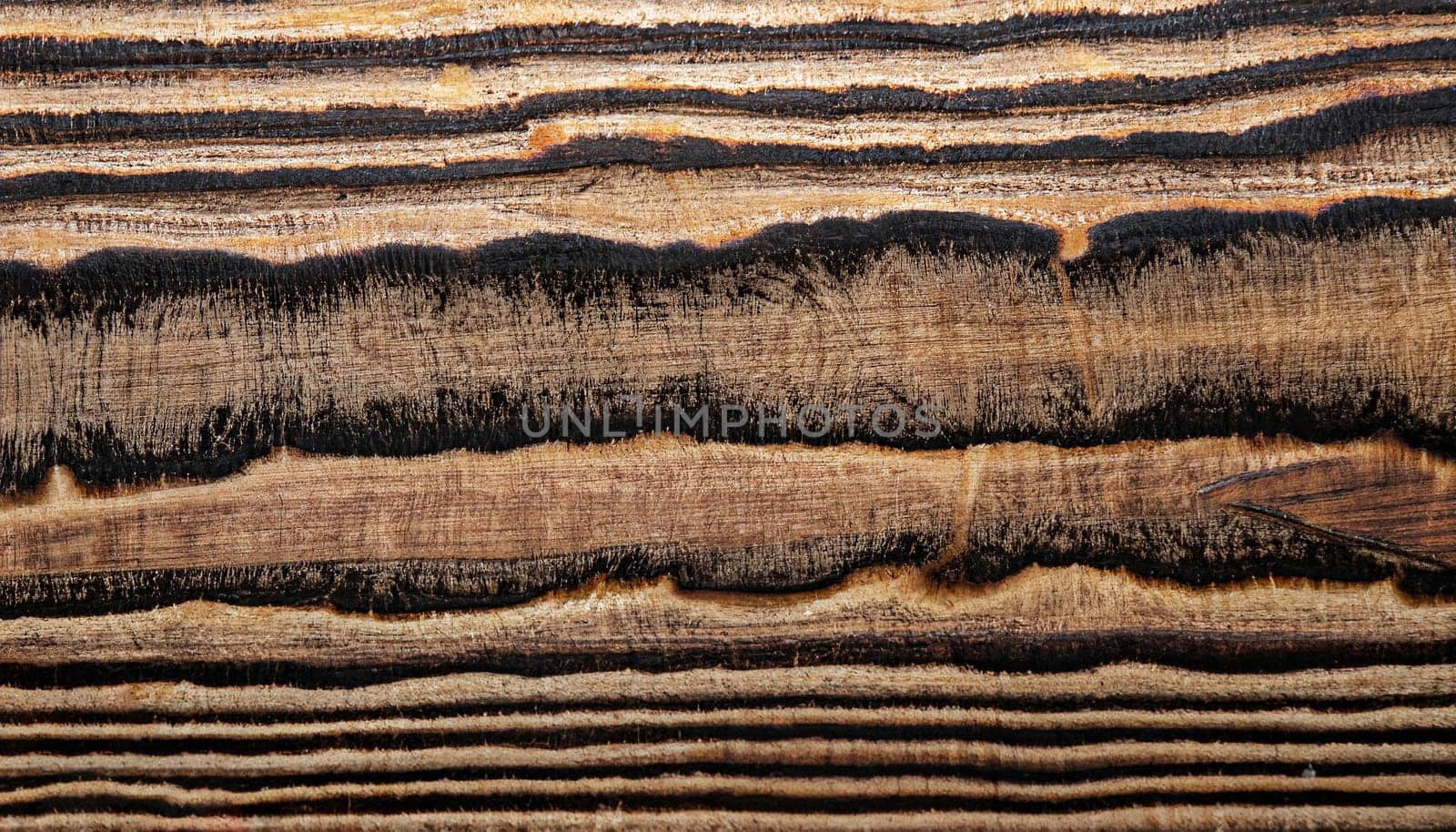texture of dry wood plane tree without bark