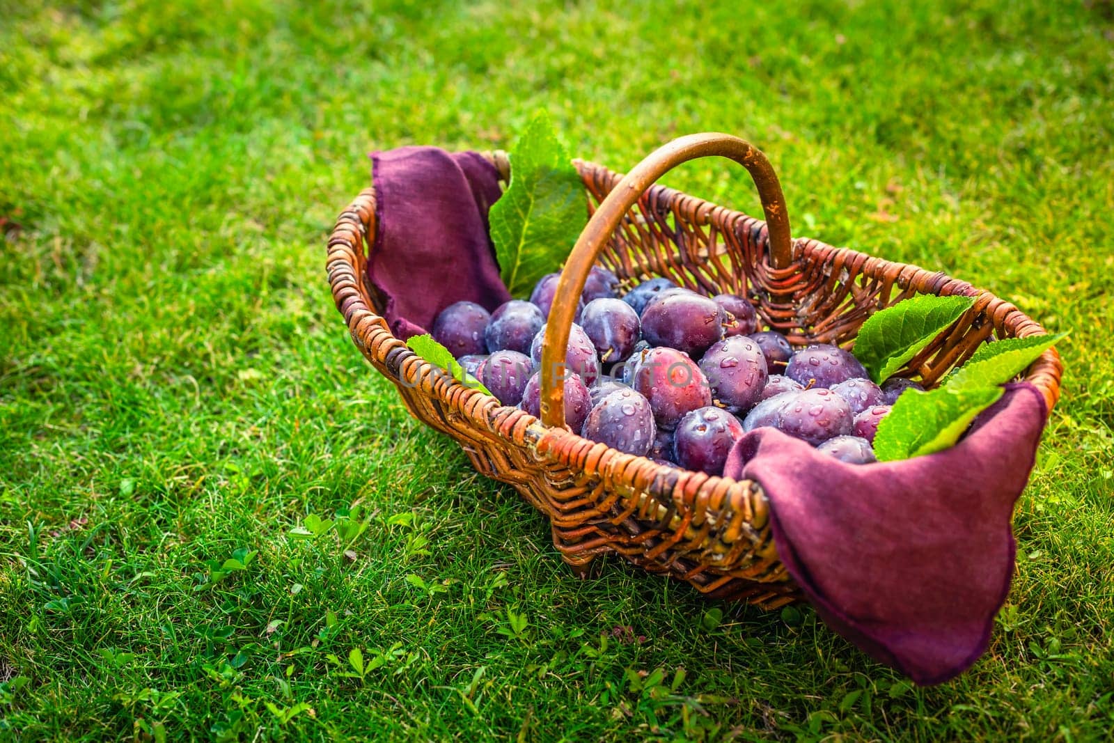 Fresh organic plums in basket on green grass