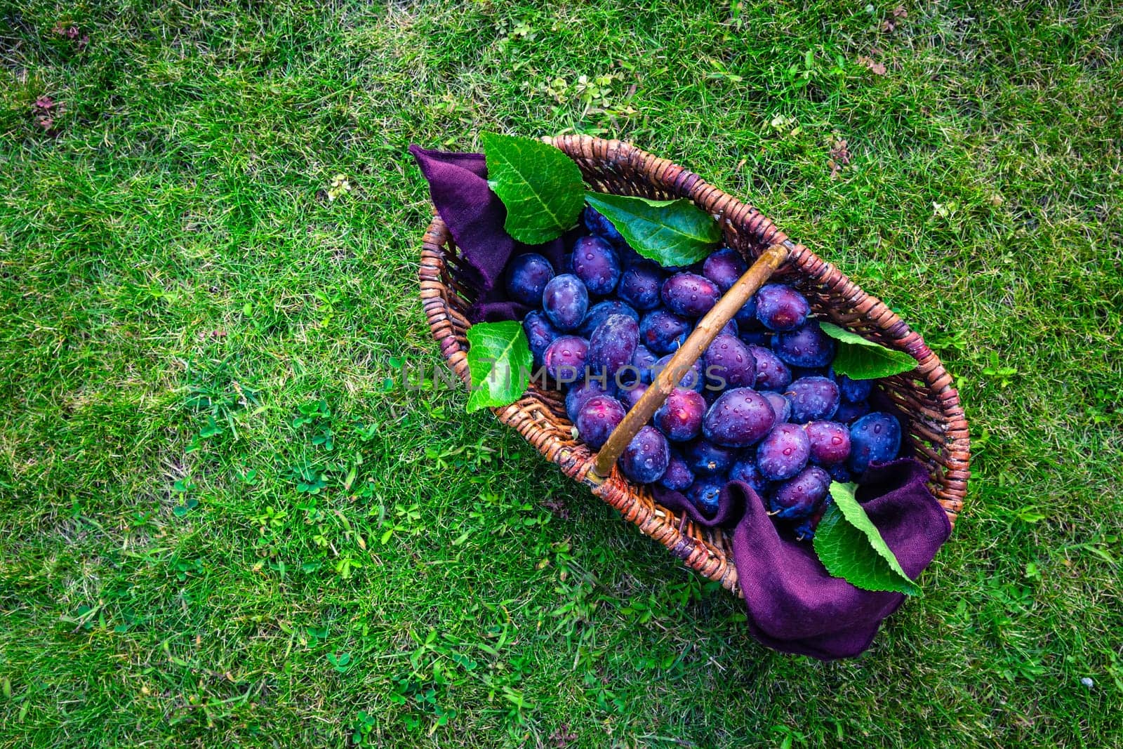 Fresh organic plums in basket on green grass