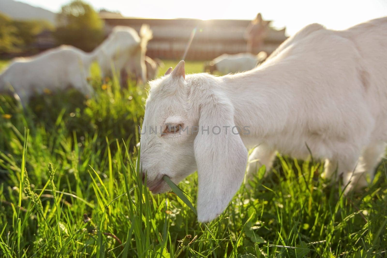 White goat kid grazing on spring meadow, wide low angle photo with strong sun backlight.