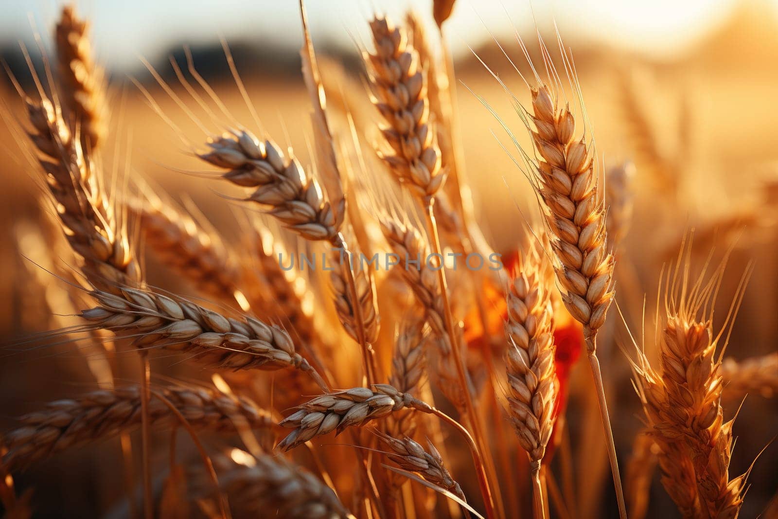 Wheat field. Ears of golden wheat closeup. Harvest concept. Generative AI
