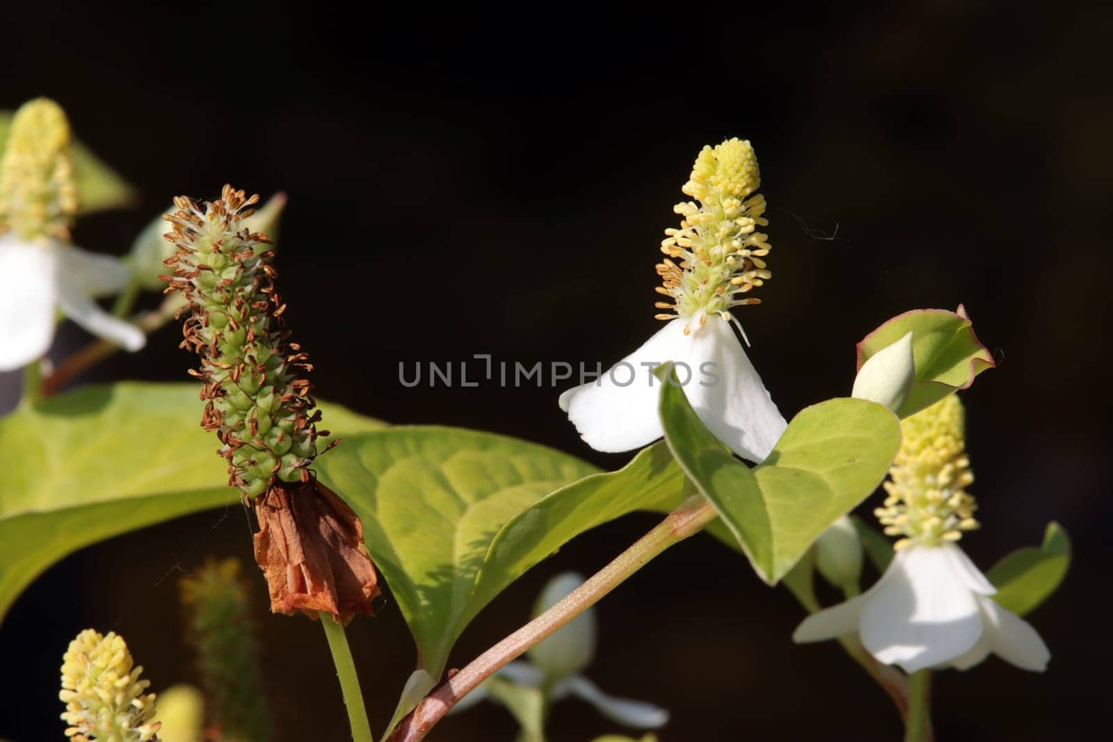 Eidechsenschwanz oder Molchschwanz (Houttuynia cordata)