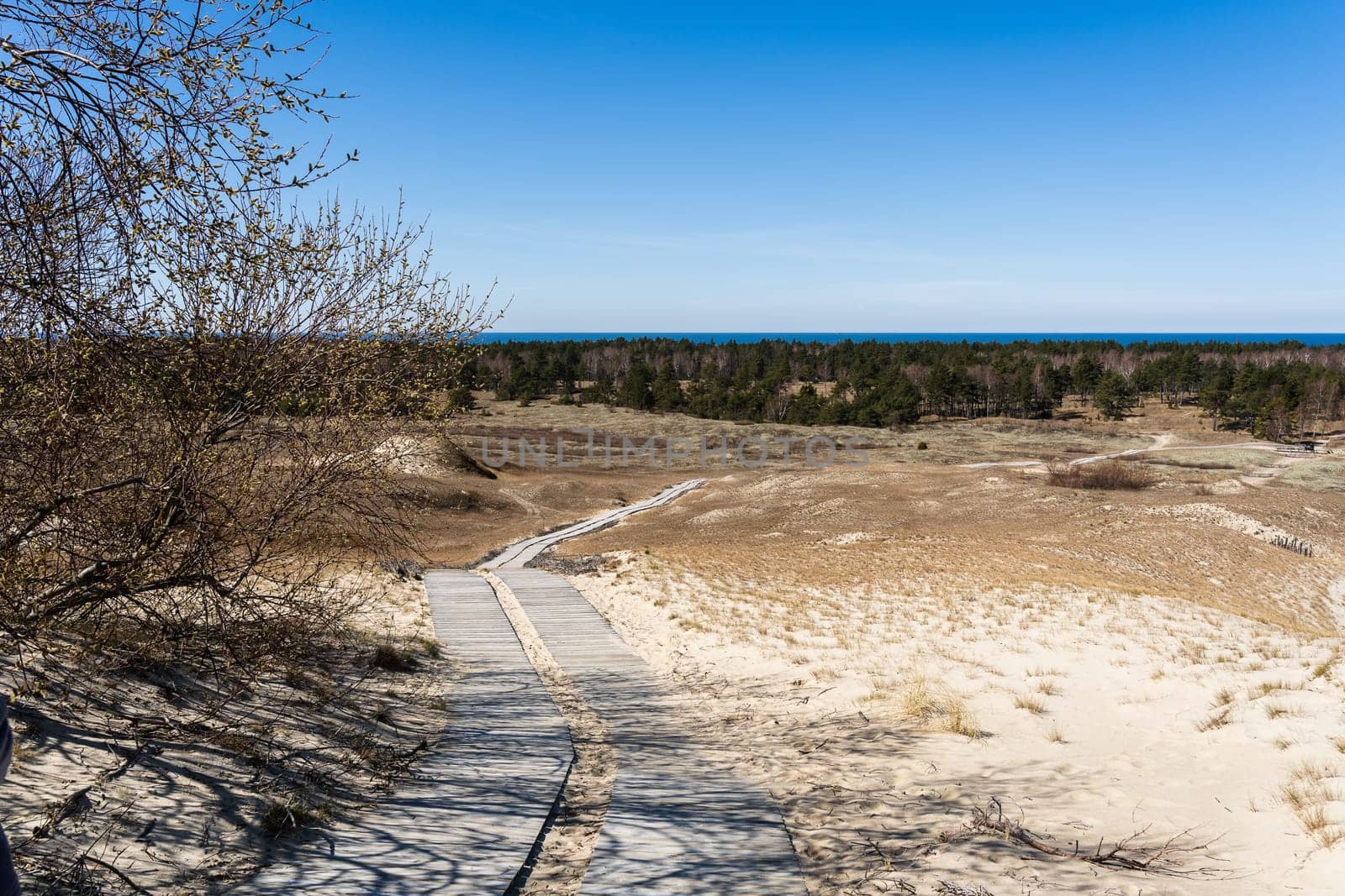 Wooden footpath on the Dead Dunes, or Grey Dunes, Curonian Spit, Neringa, Lithuania.