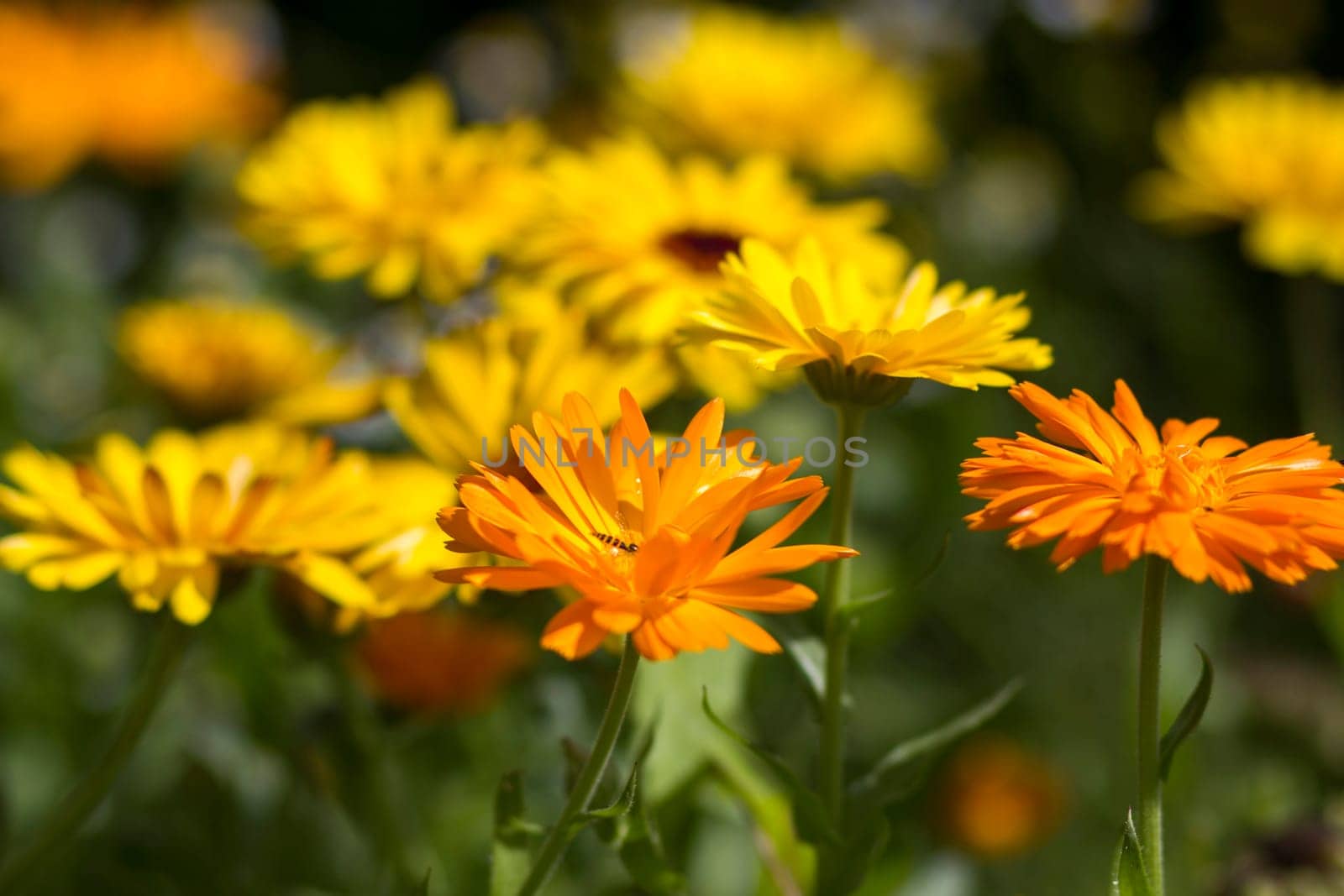 calendula flowers in a garden - soft focus