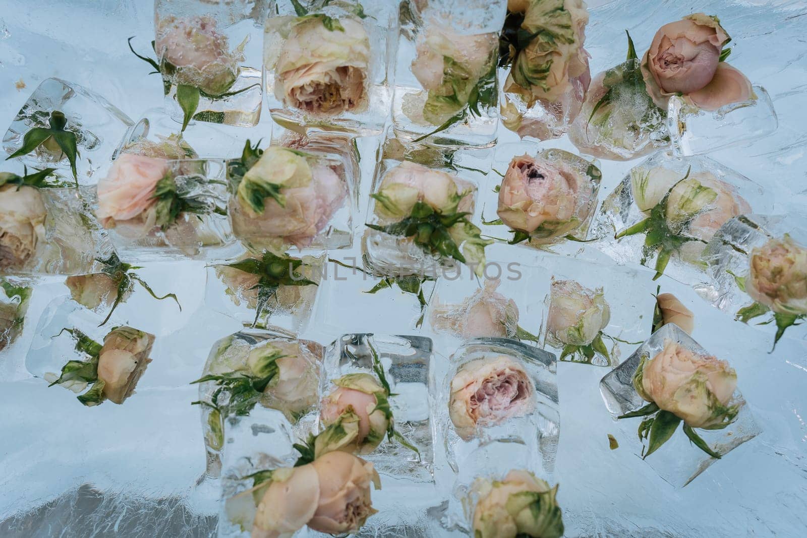 White and pink rose buds frozen in ice cubes.