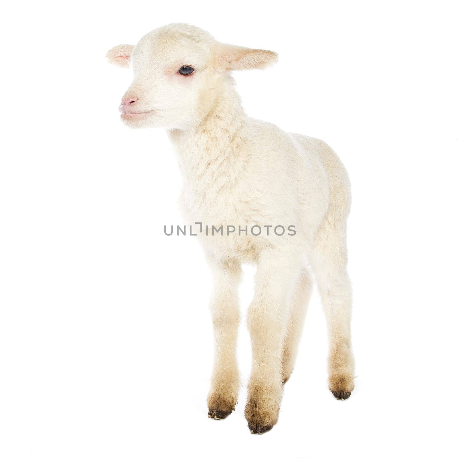 Closeup of cute lamb on the white background