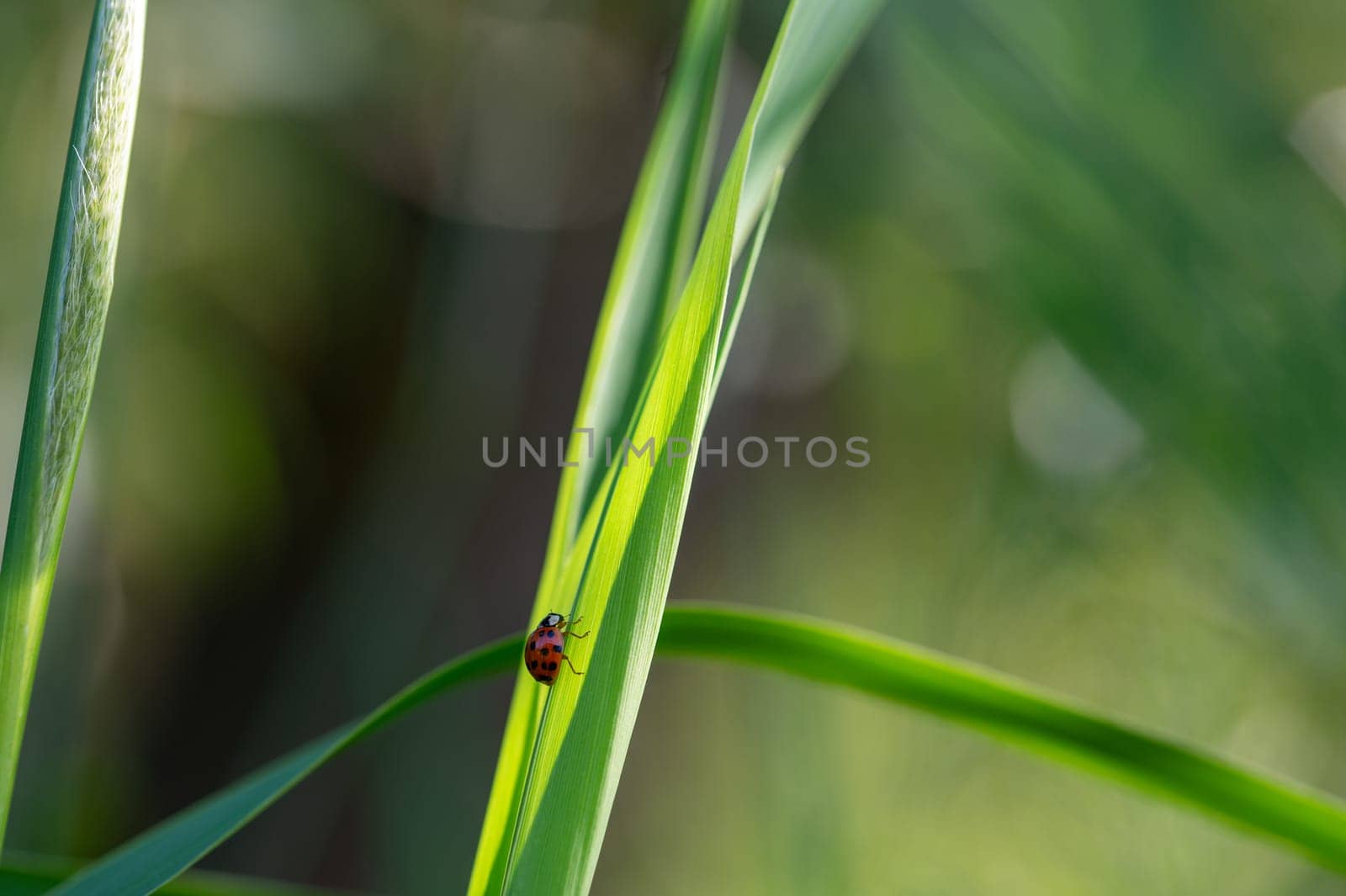 Ladybird ( Coccinellidae ) on plant in green nature with many copy space