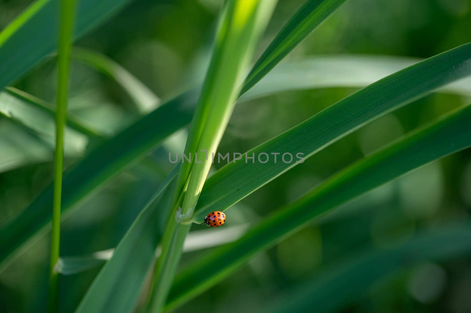 Ladybird ( Coccinellidae ) on plant in green nature with many copy space Ladybird ( Coccinellidae ) on plant in green nature with many copy space
