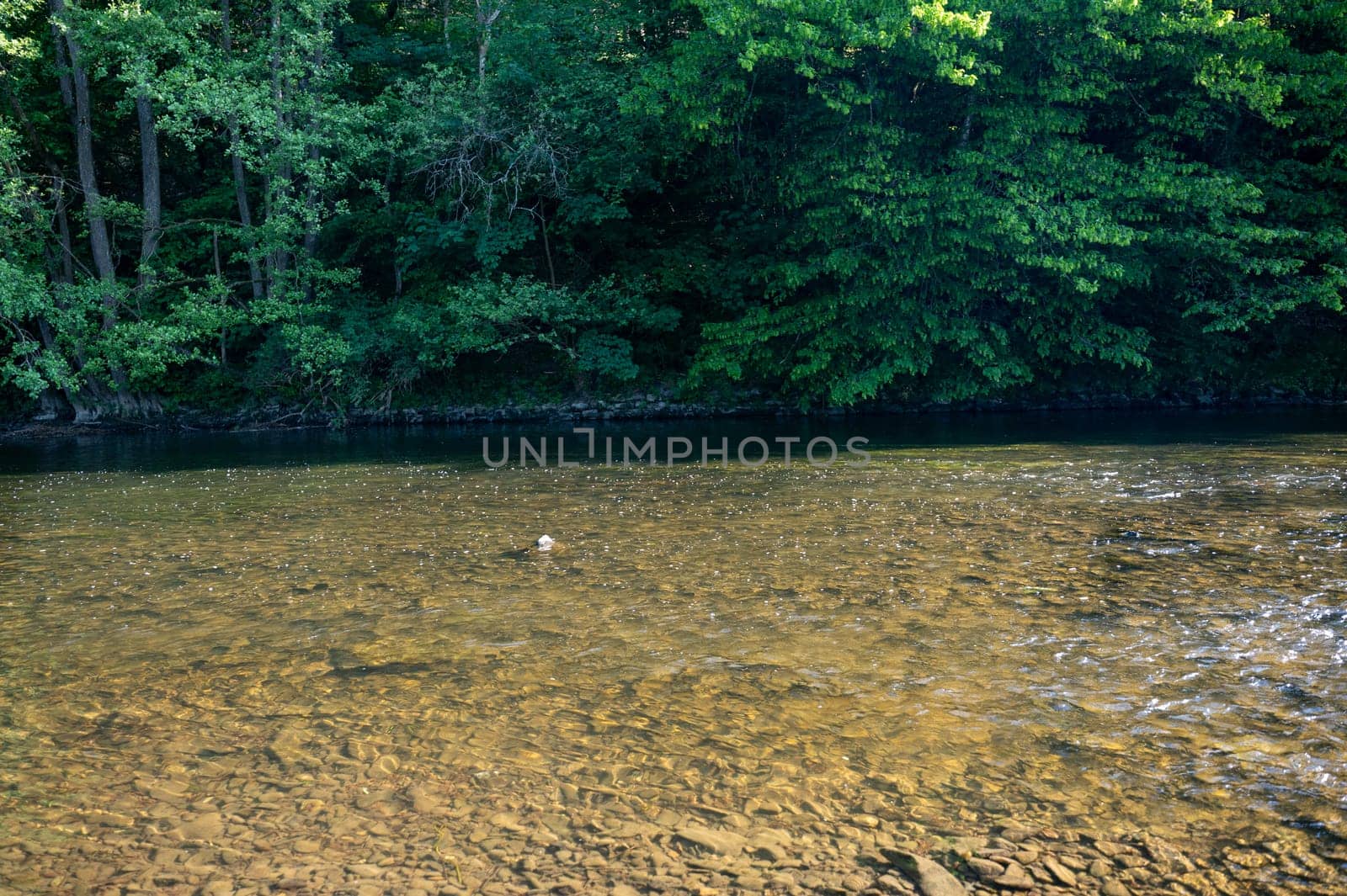 The Eder - A river in Germany in a green landscape with low water level