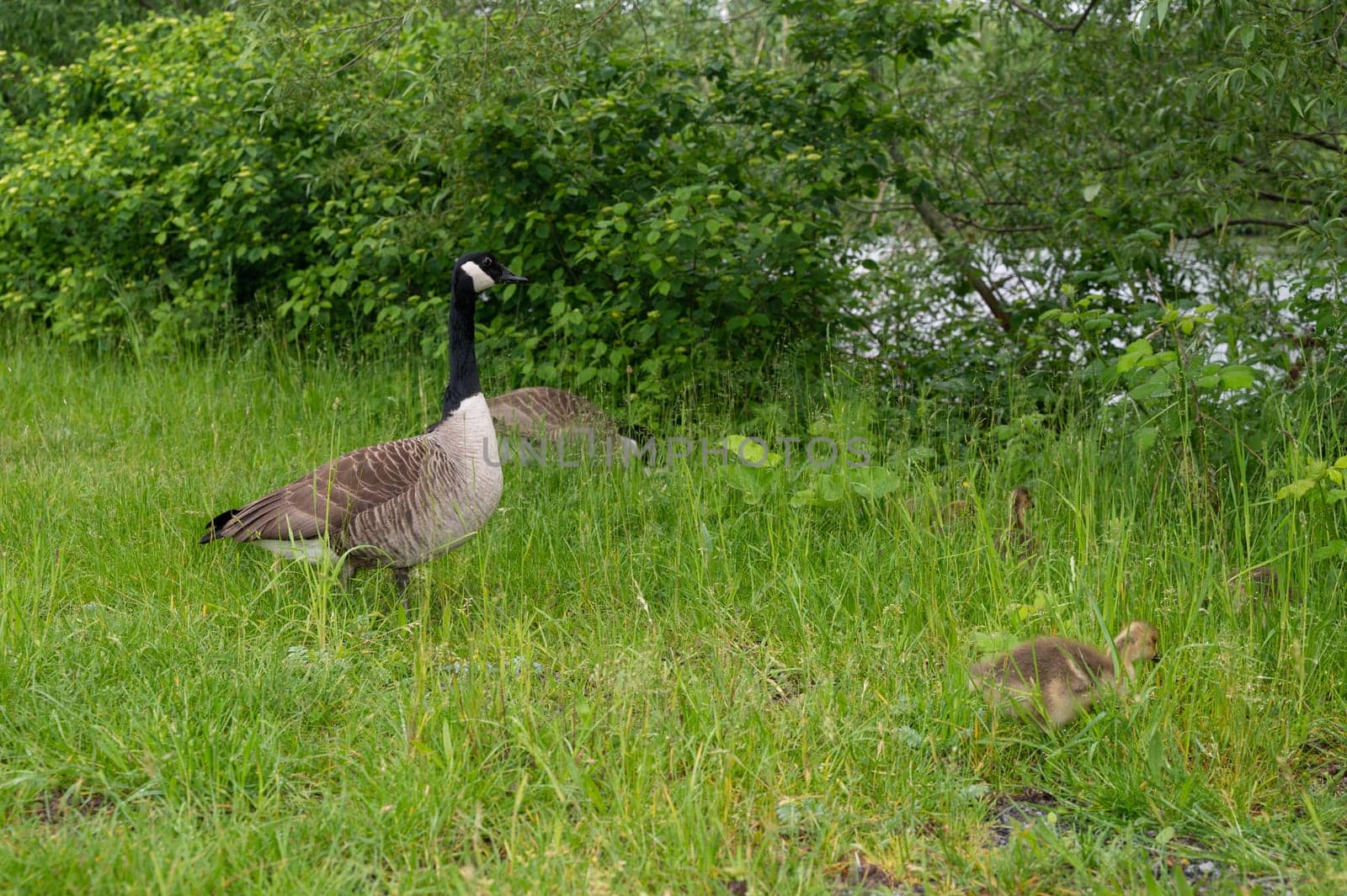Canada geese ( Branta canadensis ) chicks with a goose in the green grass in the wild