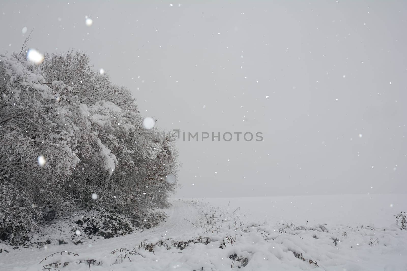 Landscape at winter time with a tree and a lot of snow when snowing