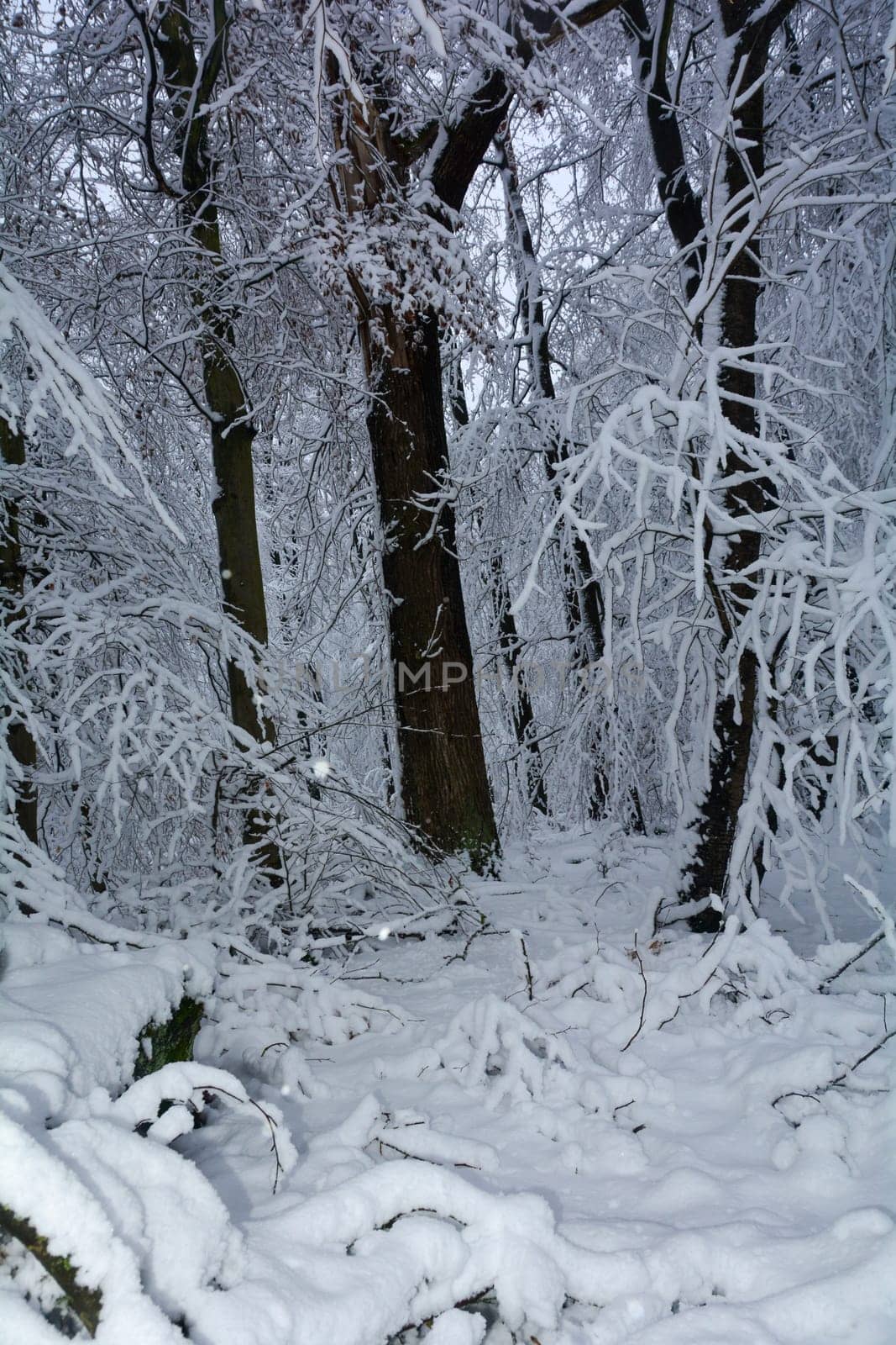 A forest in winter with lots of snow