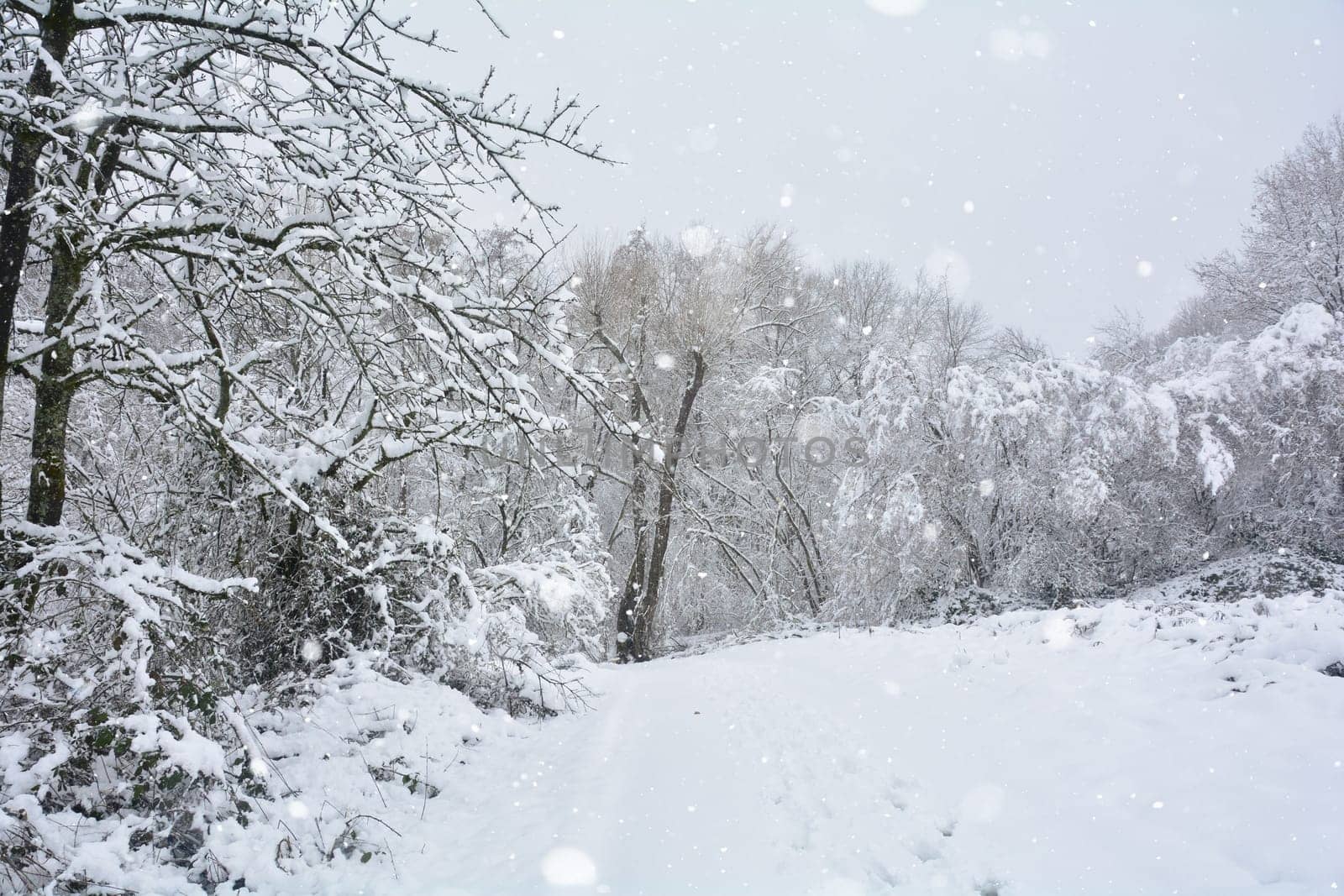 Trees in the forest in winter with a lot of snow when snowing