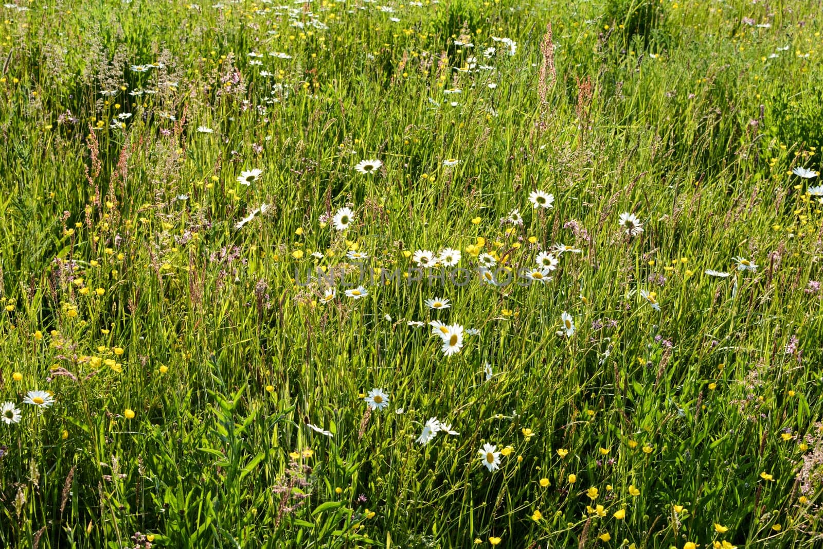 Green meadow with many daisies in nature