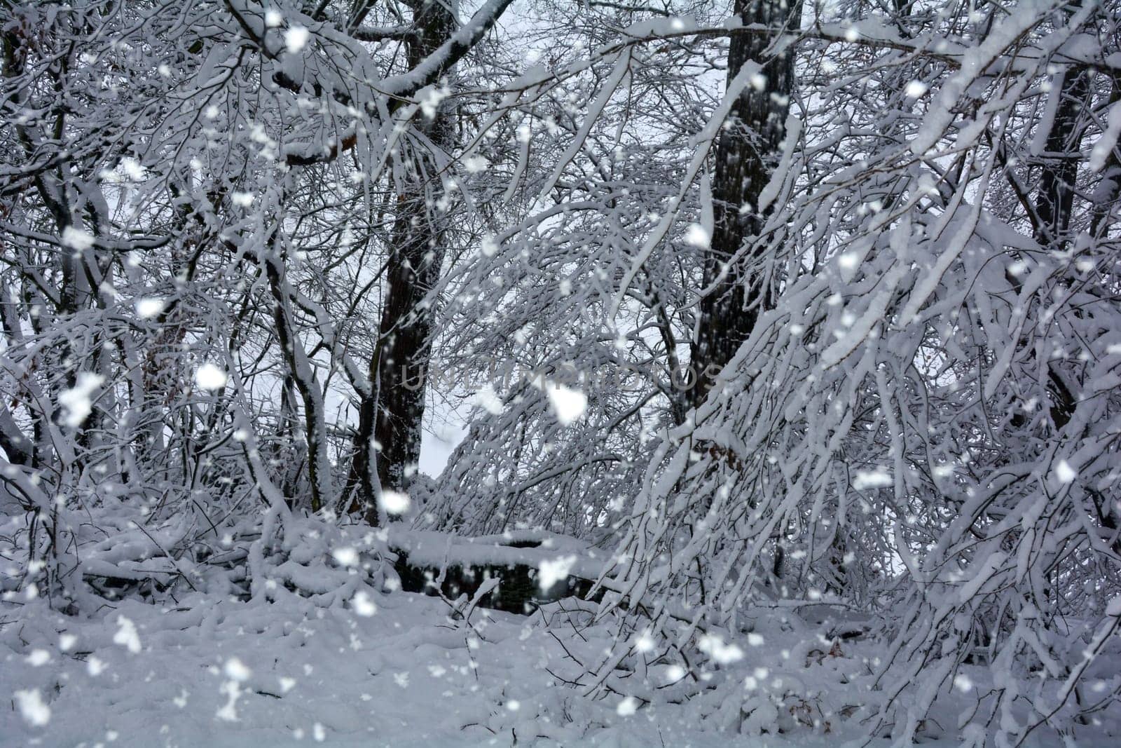 Trees in the forest in winter with a lot of snow