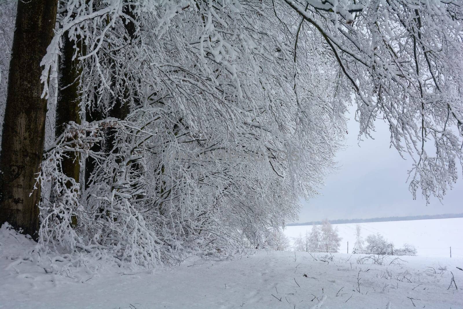 Trees in the forest in winter with a lot of snow