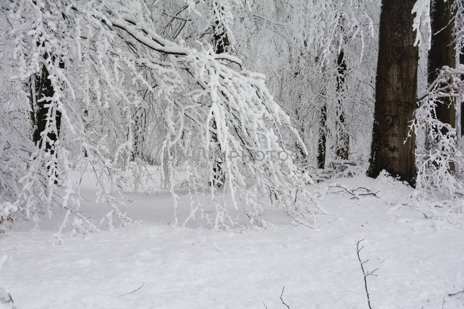 Trees in the forest in winter with a lot of snow