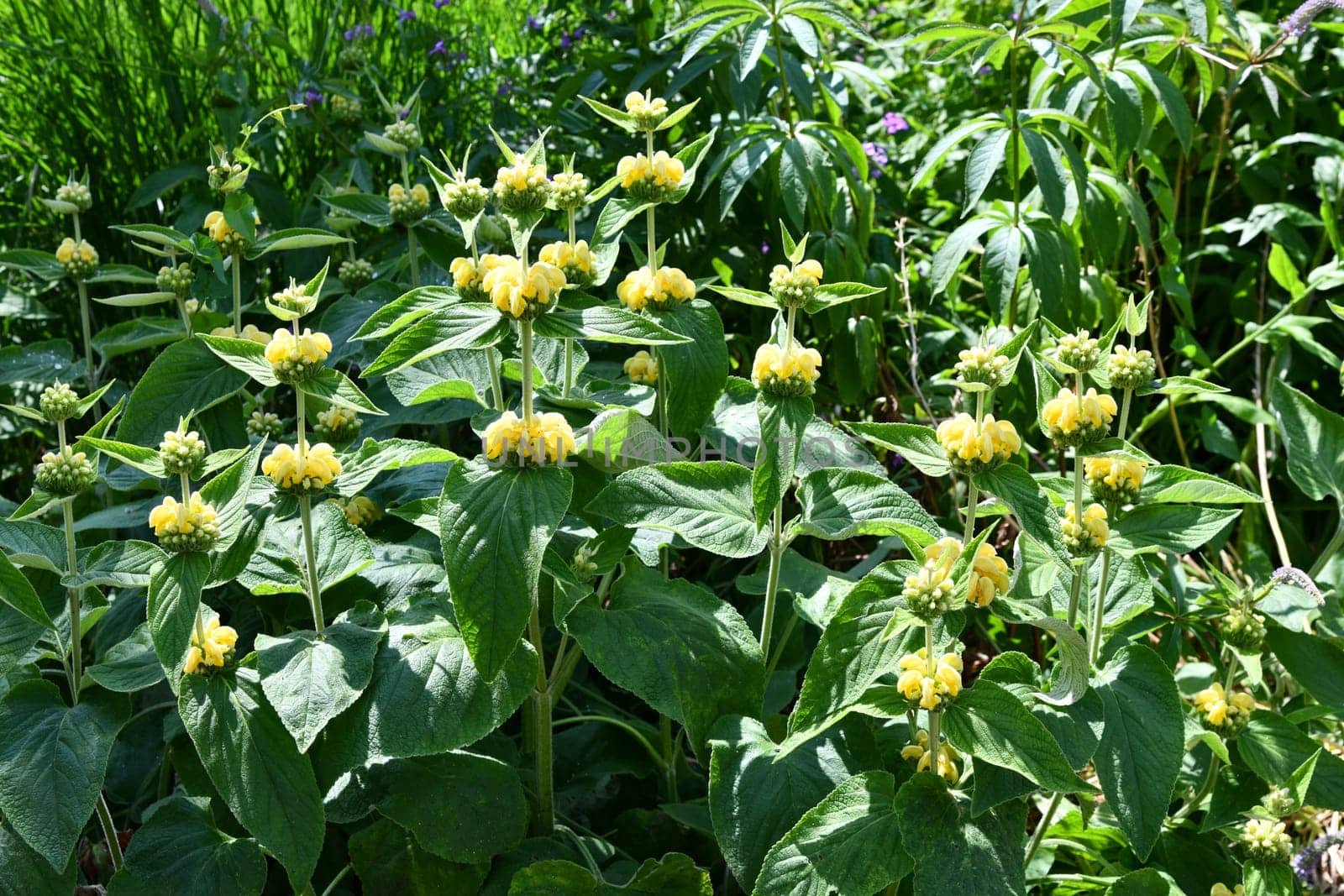 yellow flowers of russel sagebrush in a park
